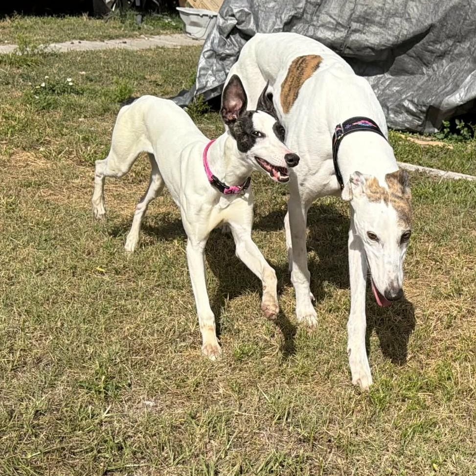 Enlarge Bodell Boon (Boon), a ADOPTABLE Greyhound in North Port, FL image 4/5