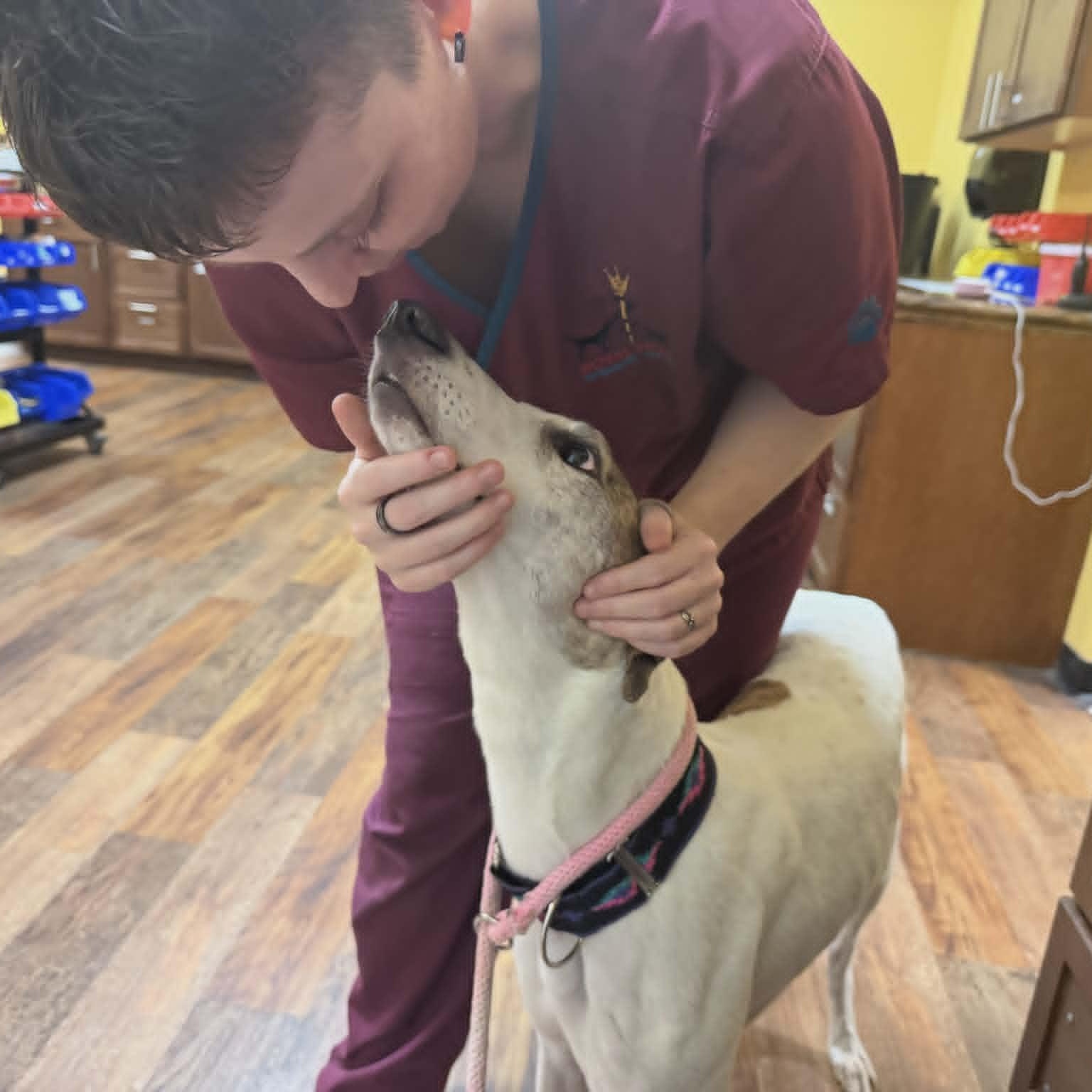 Enlarge Bodell Boon (Boon), a ADOPTABLE Greyhound in North Port, FL image 5/5