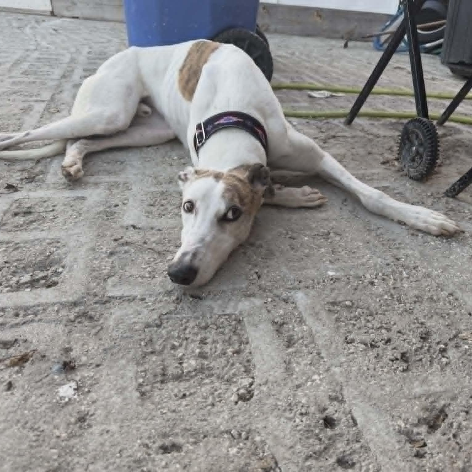 Enlarge Bodell Boon (Boon), a ADOPTABLE Greyhound in North Port, FL image 1/5