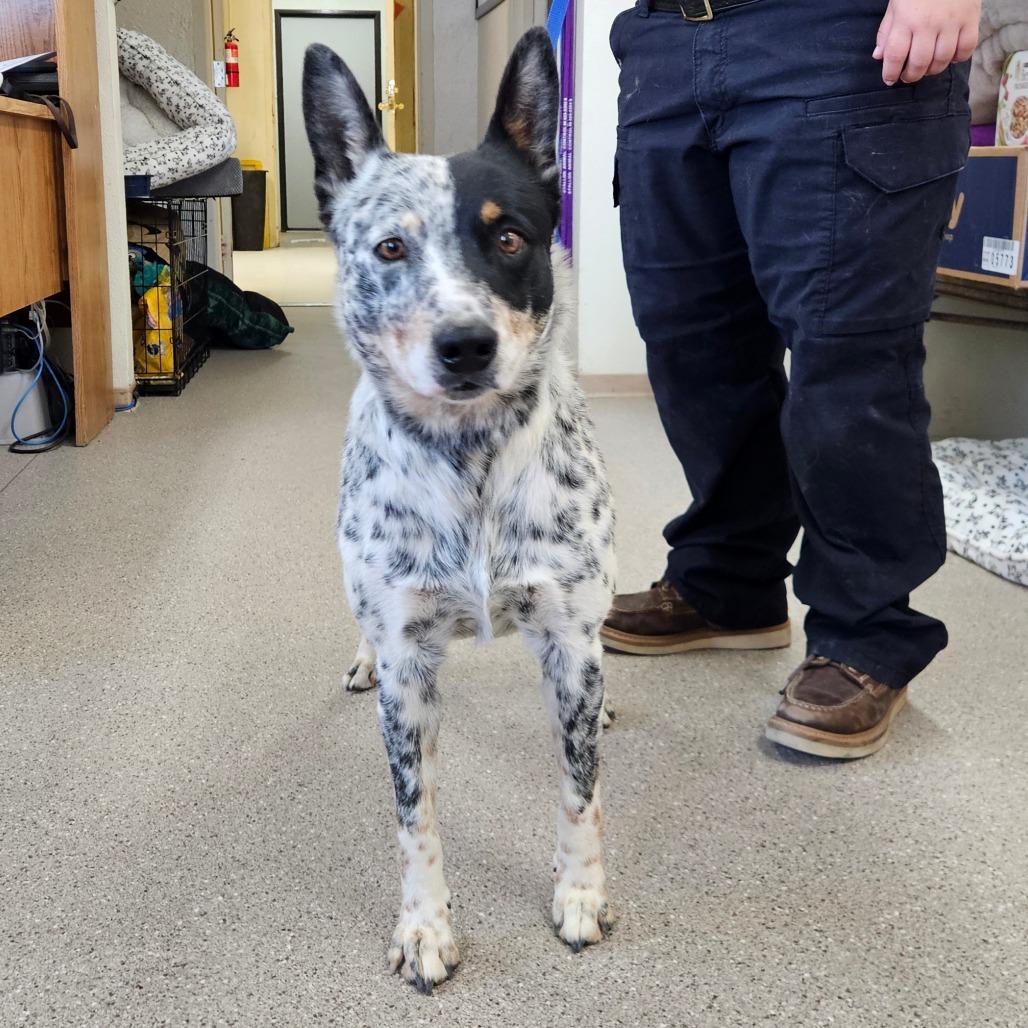 Chalino, ADOPTABLE, Adult Male Australian Cattle Dog / Blue Heeler.