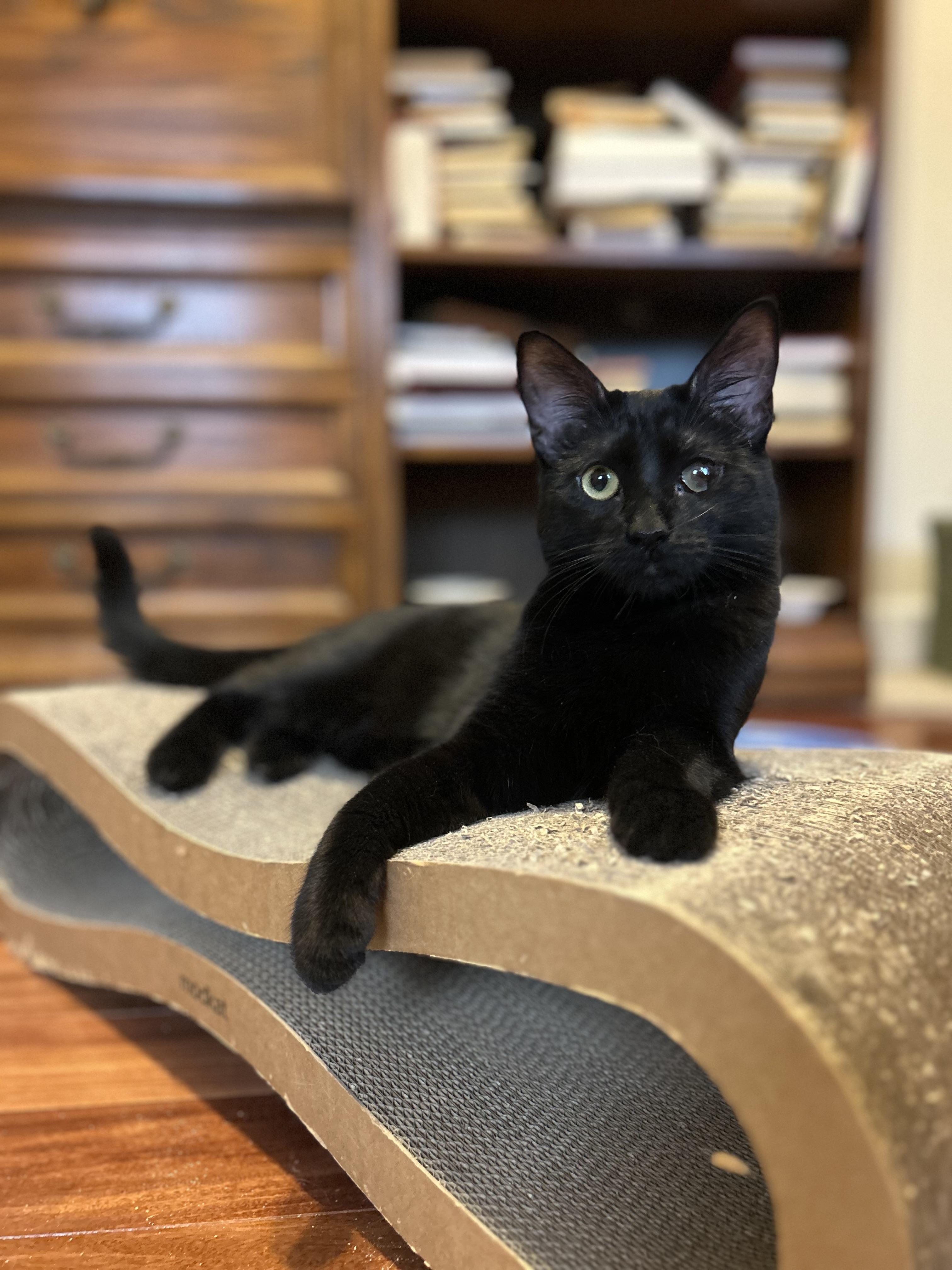 Isla (affectionate / playful / gentle), a Adoptable mixed breed in San Jose, CA image 1/2