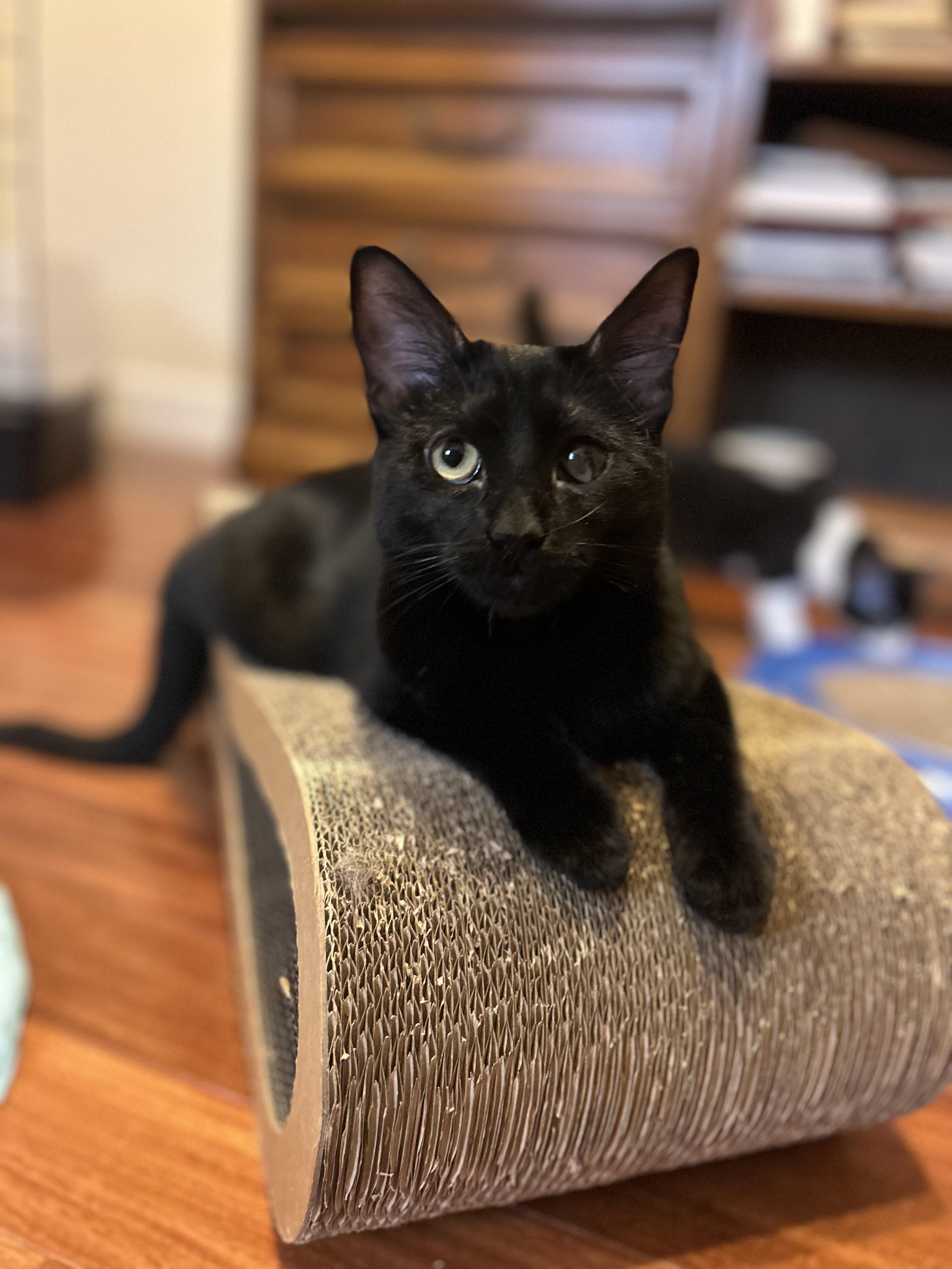 Isla (affectionate / playful / gentle)