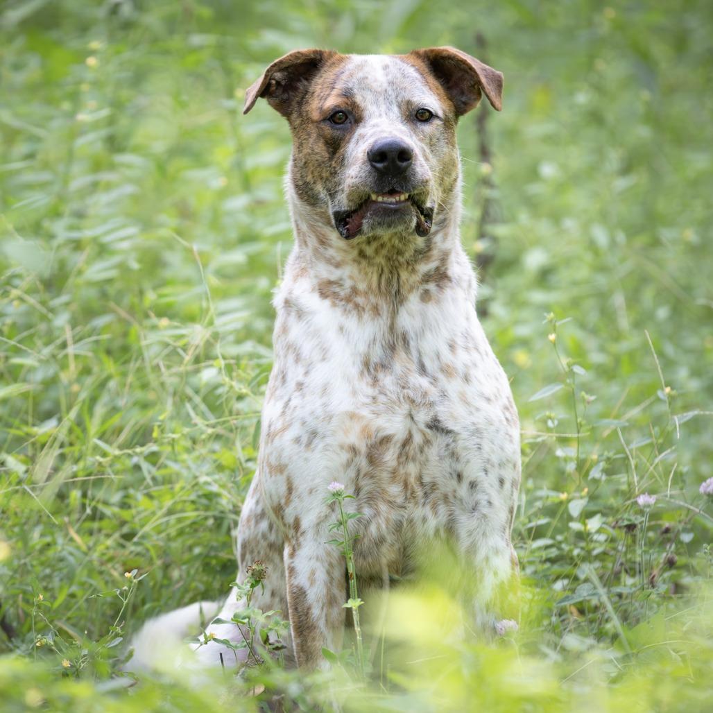 Puka, Adoptable, Young Male Cattle Dog & Mixed Breed.