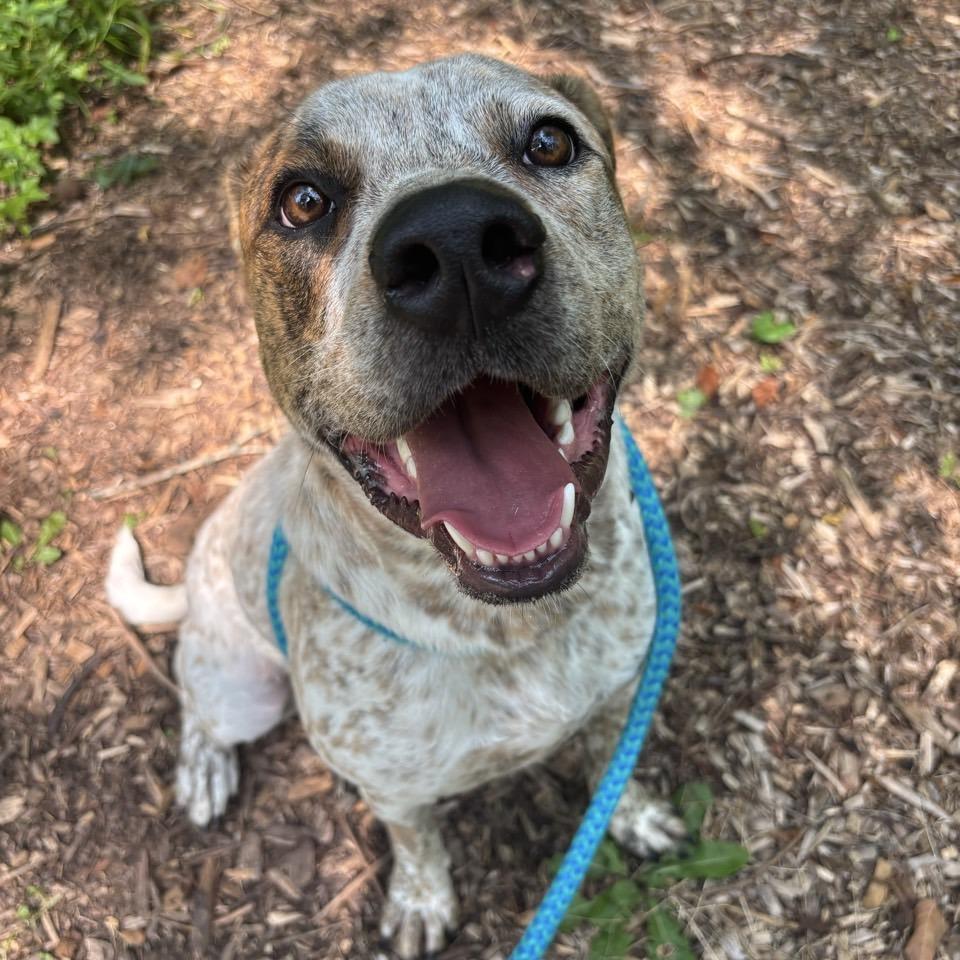 Enlarge Puka, a Adoptable mixed breed in Chattanooga, TN image 2/6