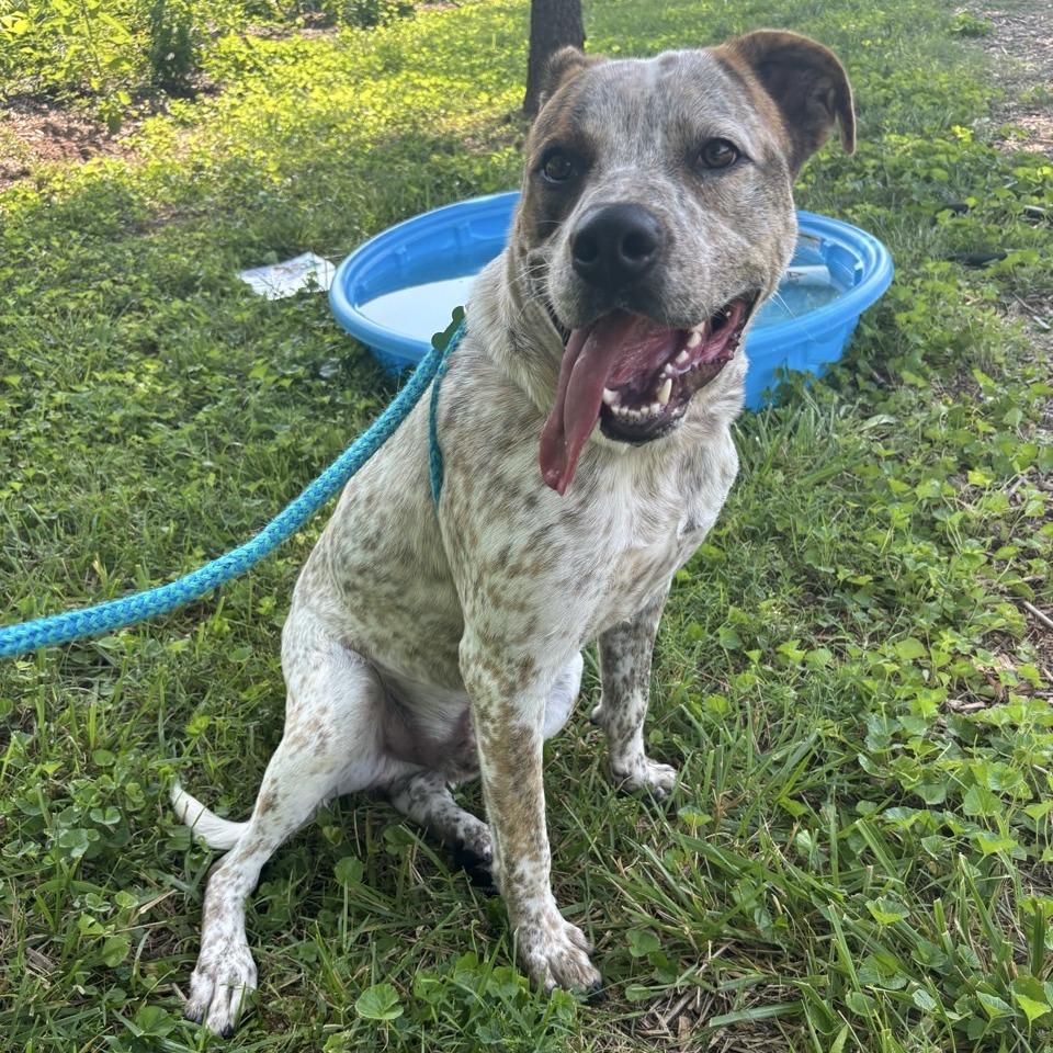 Enlarge Puka, a Adoptable mixed breed in Chattanooga, TN image 3/6