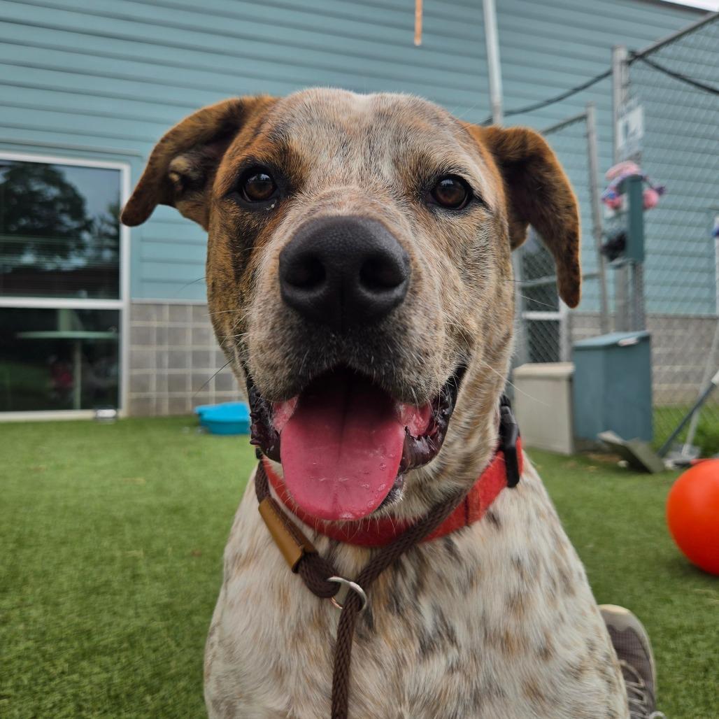Enlarge Puka, a Adoptable mixed breed in Chattanooga, TN image 4/6
