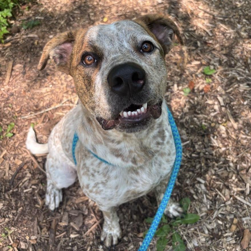 Enlarge Puka, a Adoptable mixed breed in Chattanooga, TN image 5/6