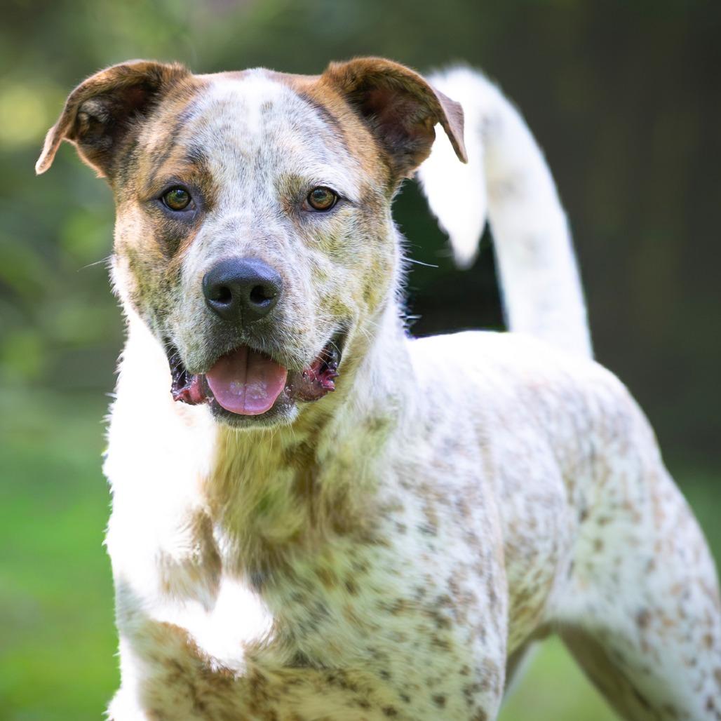 Enlarge Puka, a Adoptable mixed breed in Chattanooga, TN image 6/6
