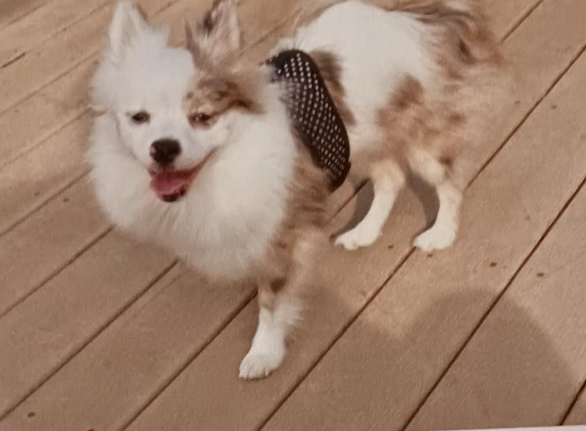 Princess, ADOPTABLE, Adult Female Pomeranian.