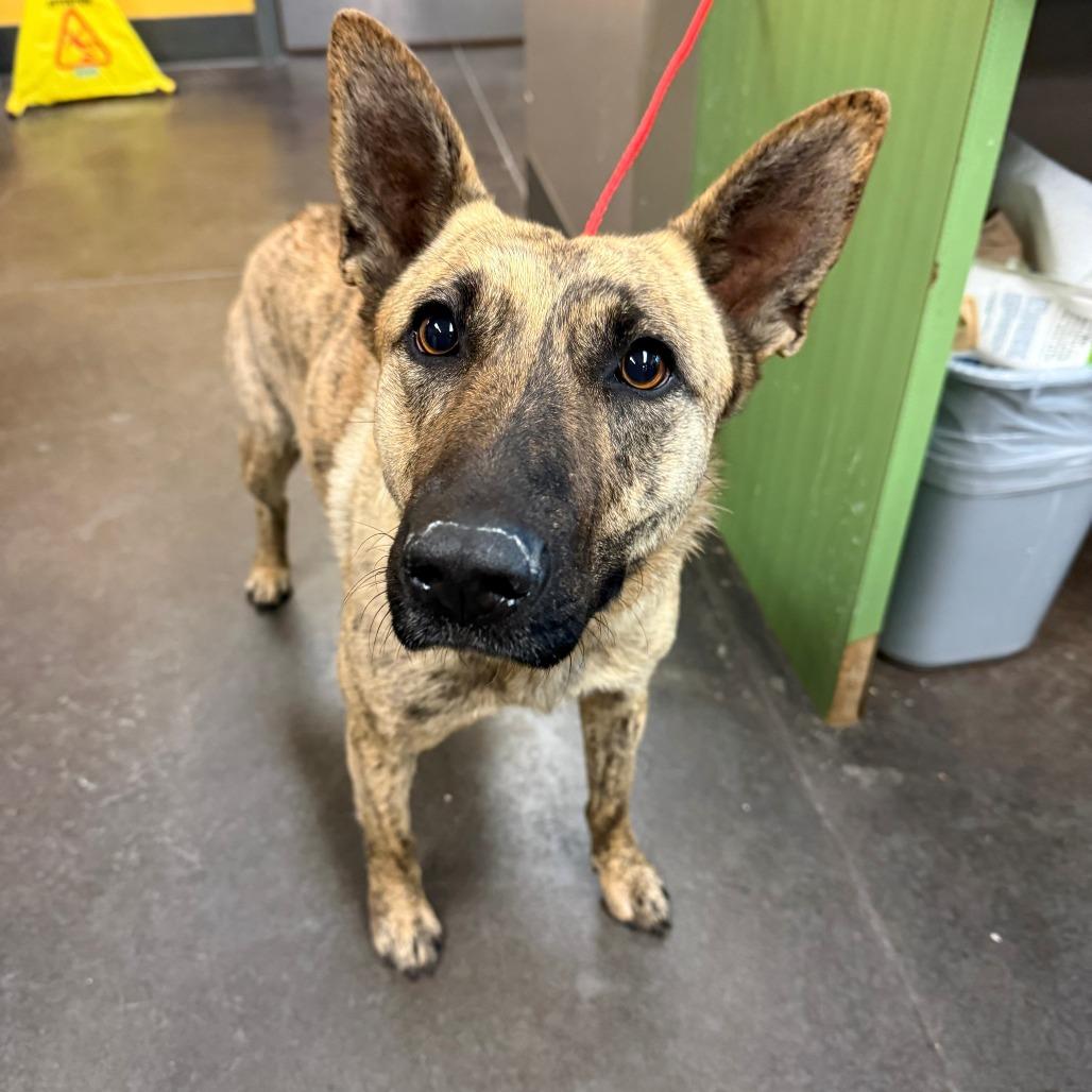Sabine, Adoptable, Adult Female Belgian Shepherd / Malinois & Mixed Breed.