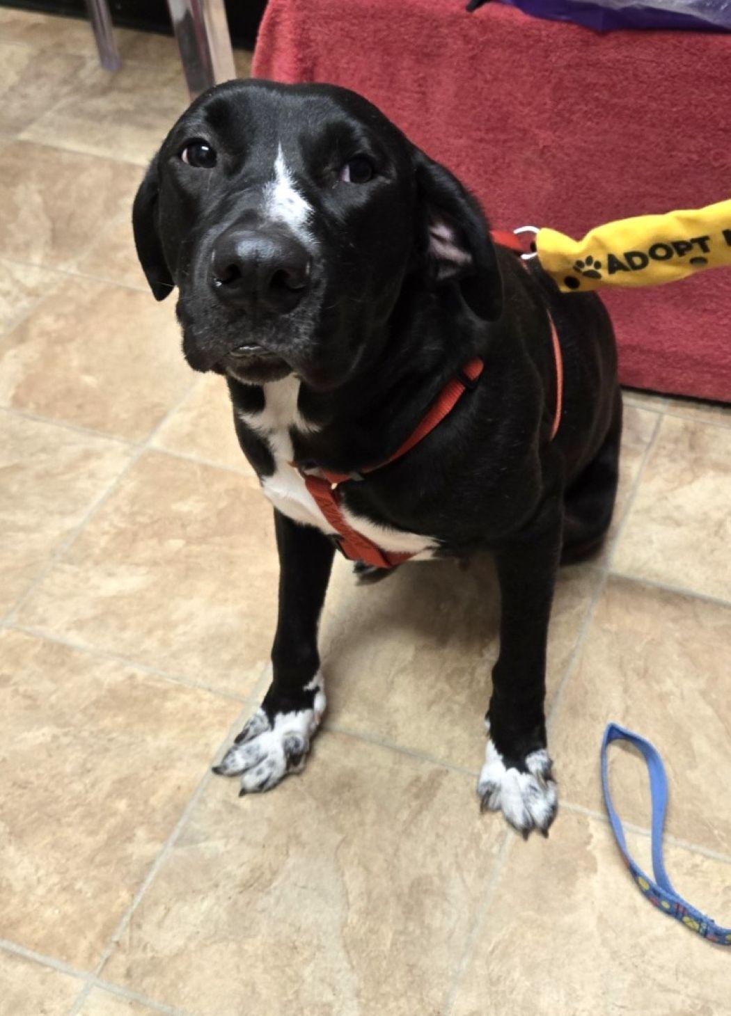 Enlarge Showgirl, a Adoptable mixed breed in Savannah, GA image 2/6