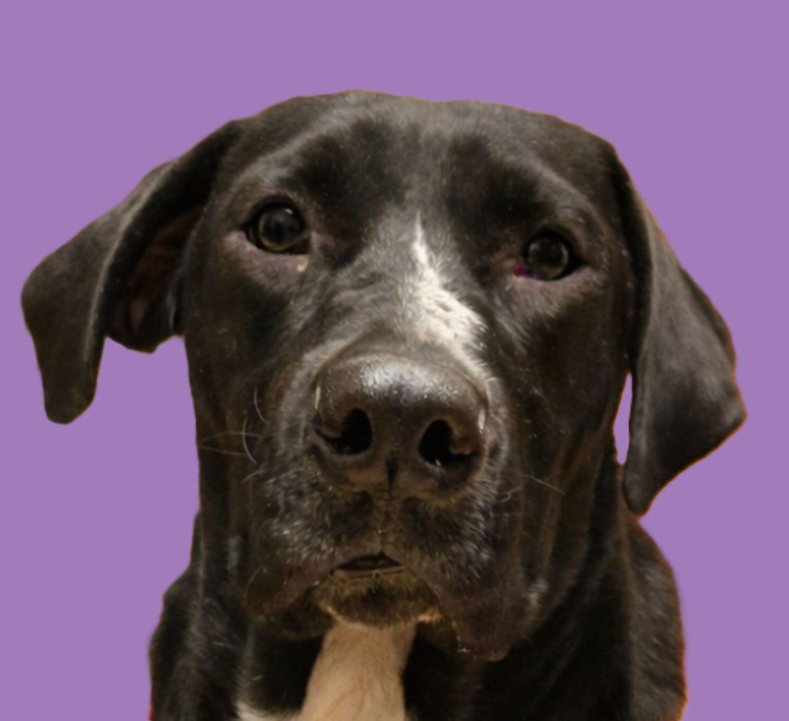 Enlarge Showgirl, a Adoptable mixed breed in Savannah, GA image 1/6