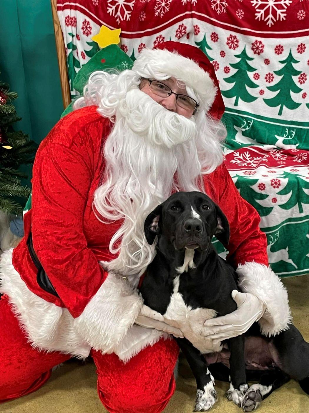 Showgirl thumbnail 3