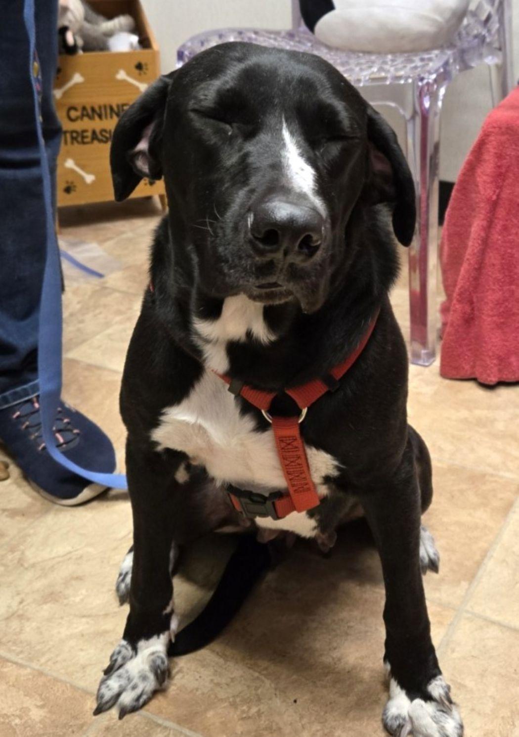 Showgirl thumbnail 4