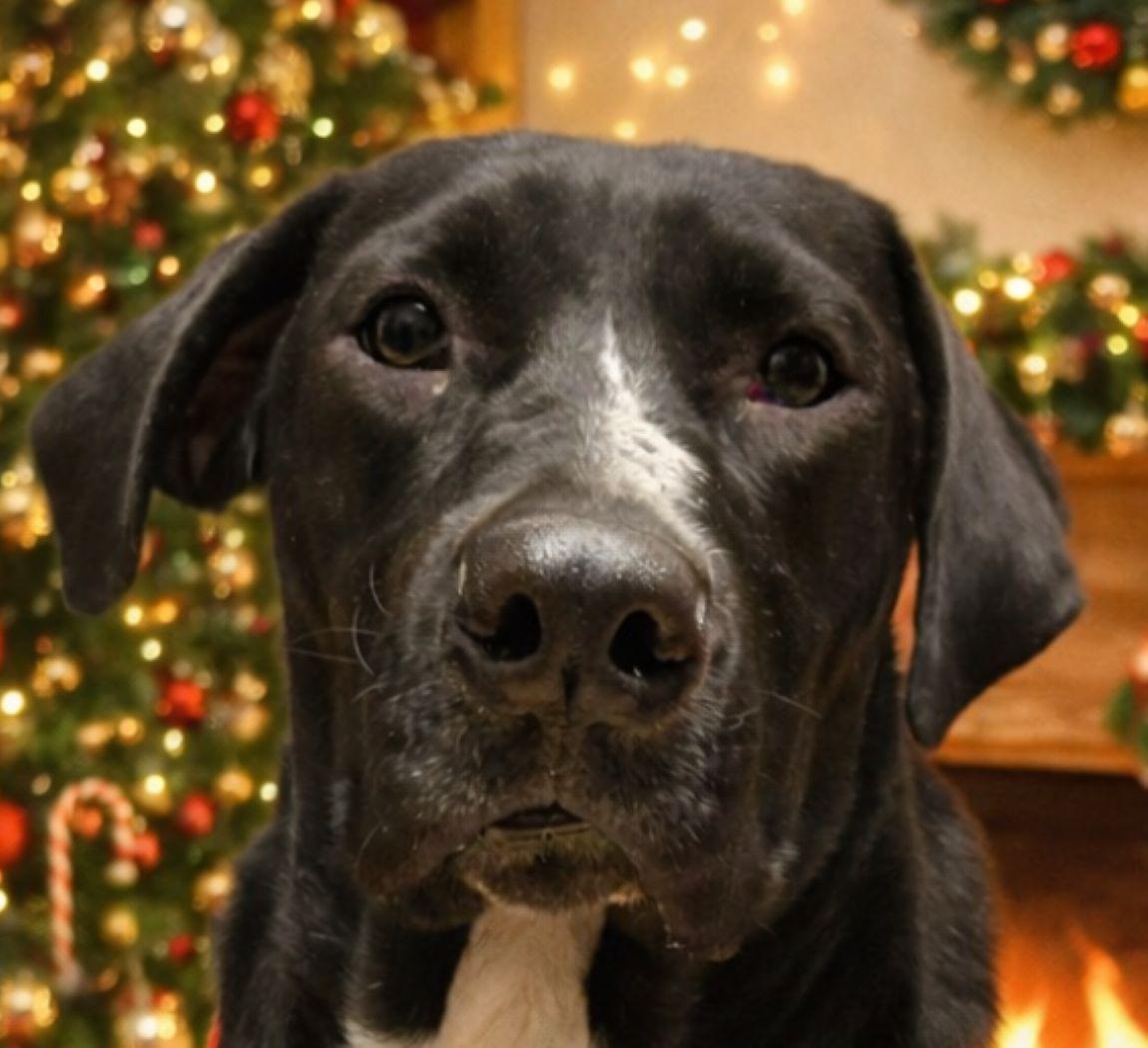 Showgirl thumbnail 5