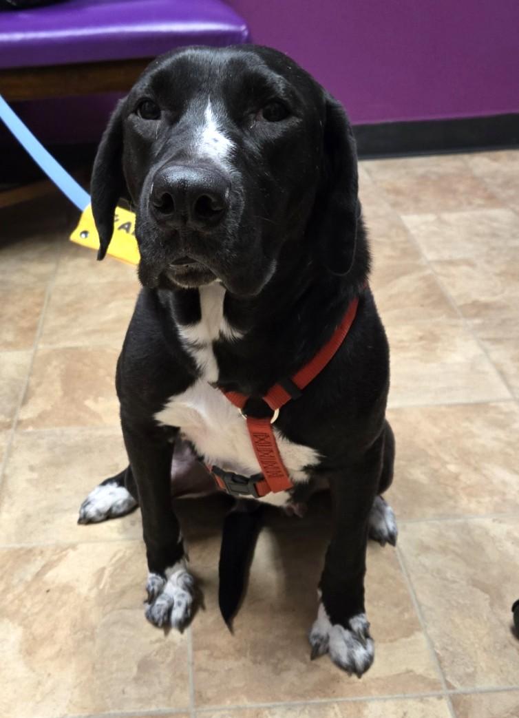 Showgirl thumbnail 6