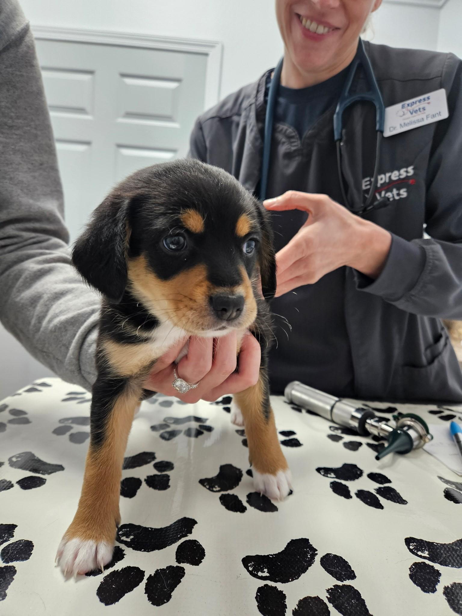 Fontina - a Baby Girl from the Cheese Family!, an adoptable Beagle, Pomsky in Buford, GA, 30519 | Photo Image 3