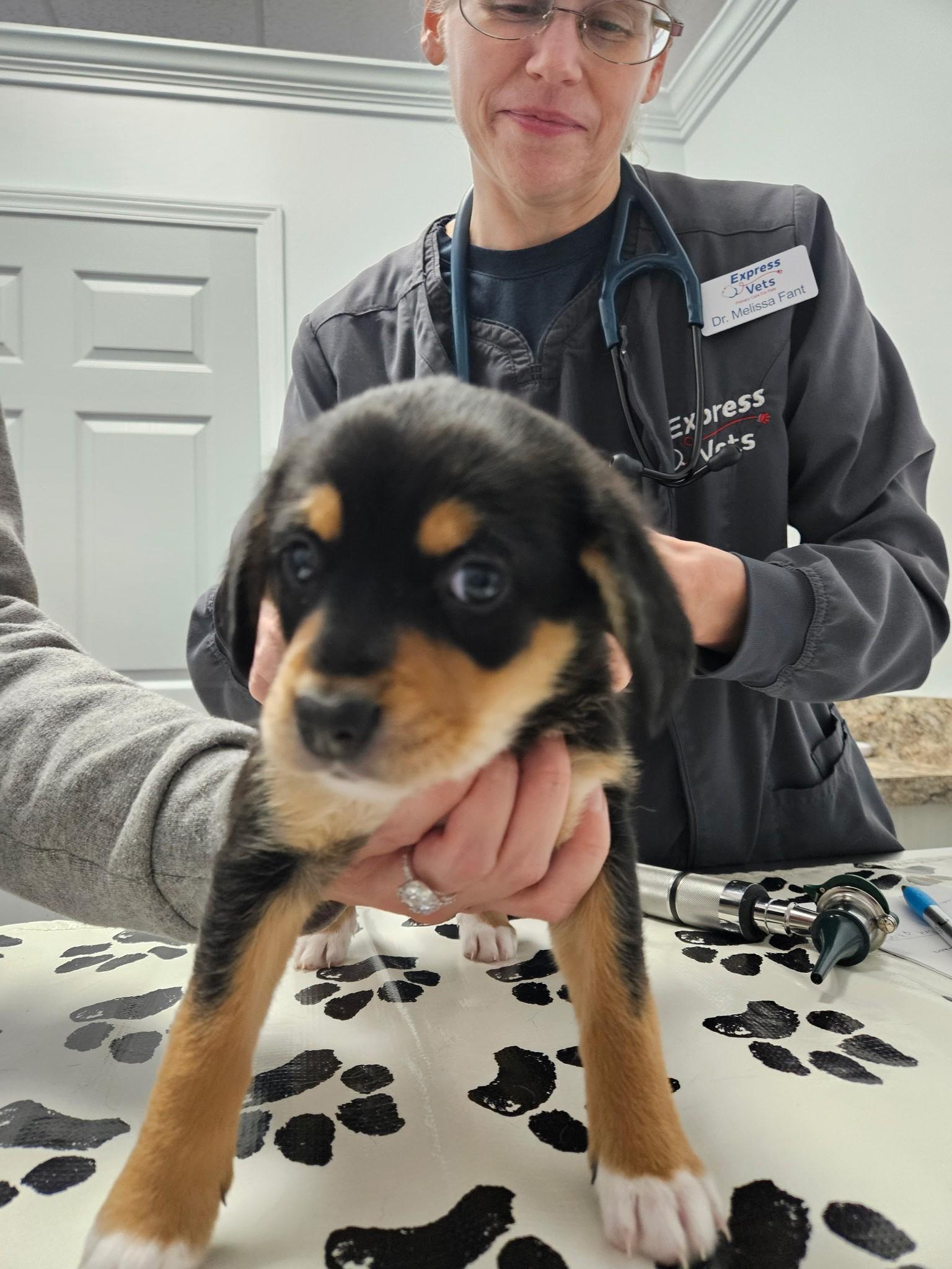 Fontina - a Baby Girl from the Cheese Family!, an adoptable Beagle, Pomsky in Buford, GA, 30519 | Photo Image 4