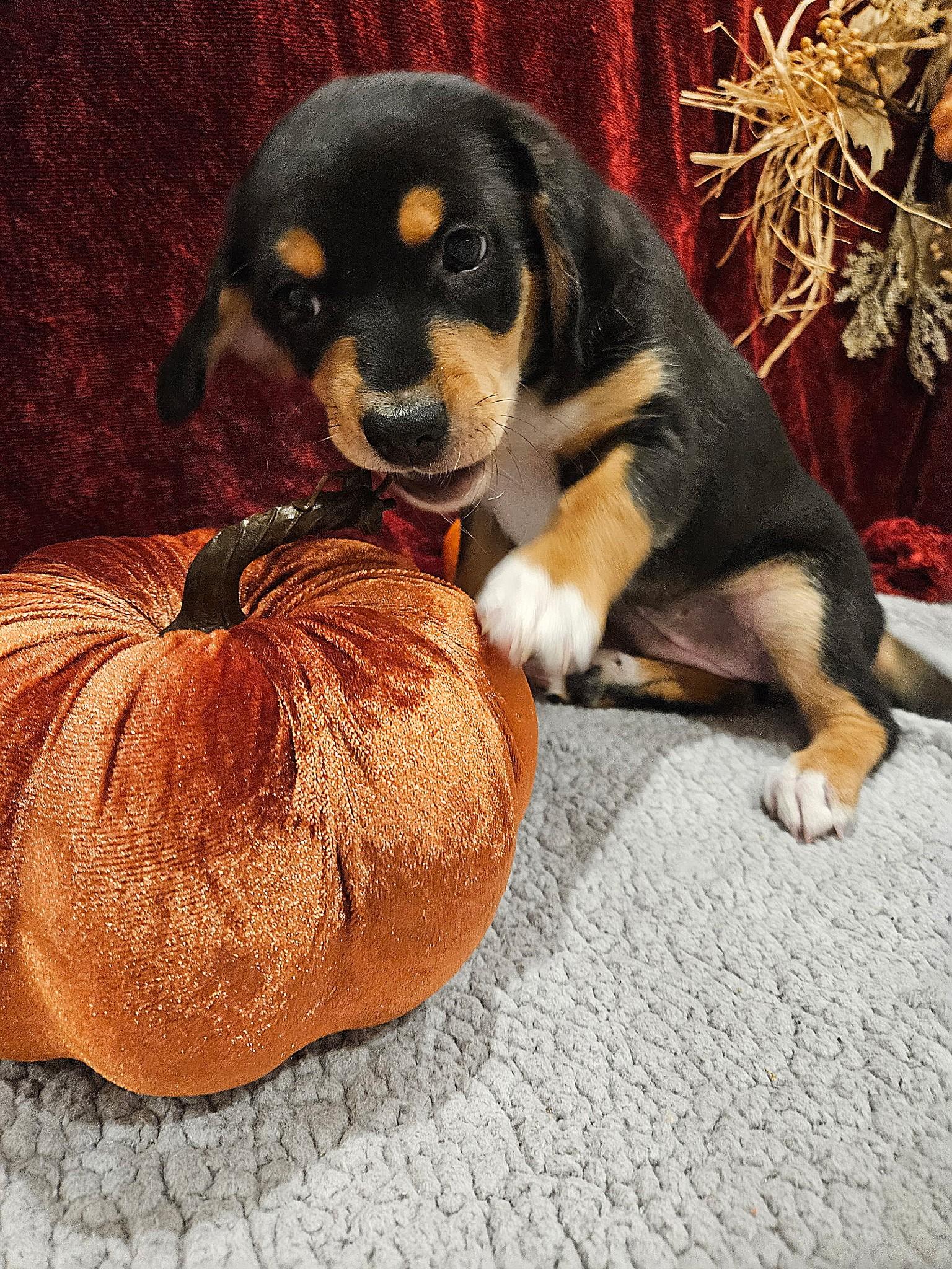 Fontina - a Baby Girl from the Cheese Family!, an adoptable Beagle, Pomsky in Buford, GA, 30519 | Photo Image 6