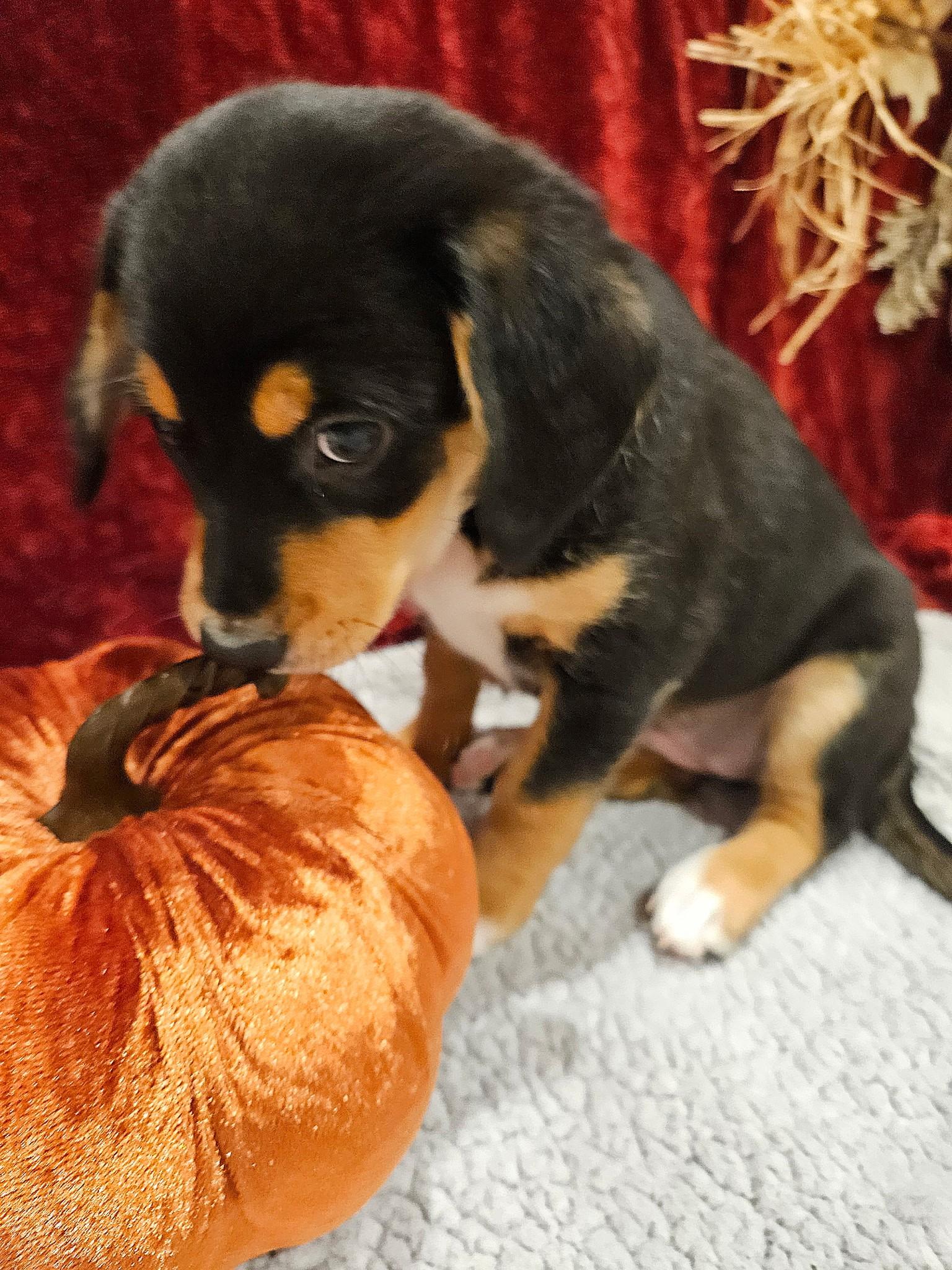Fontina - a Baby Girl from the Cheese Family!, an adoptable Beagle, Pomsky in Buford, GA, 30519 | Photo Image 1