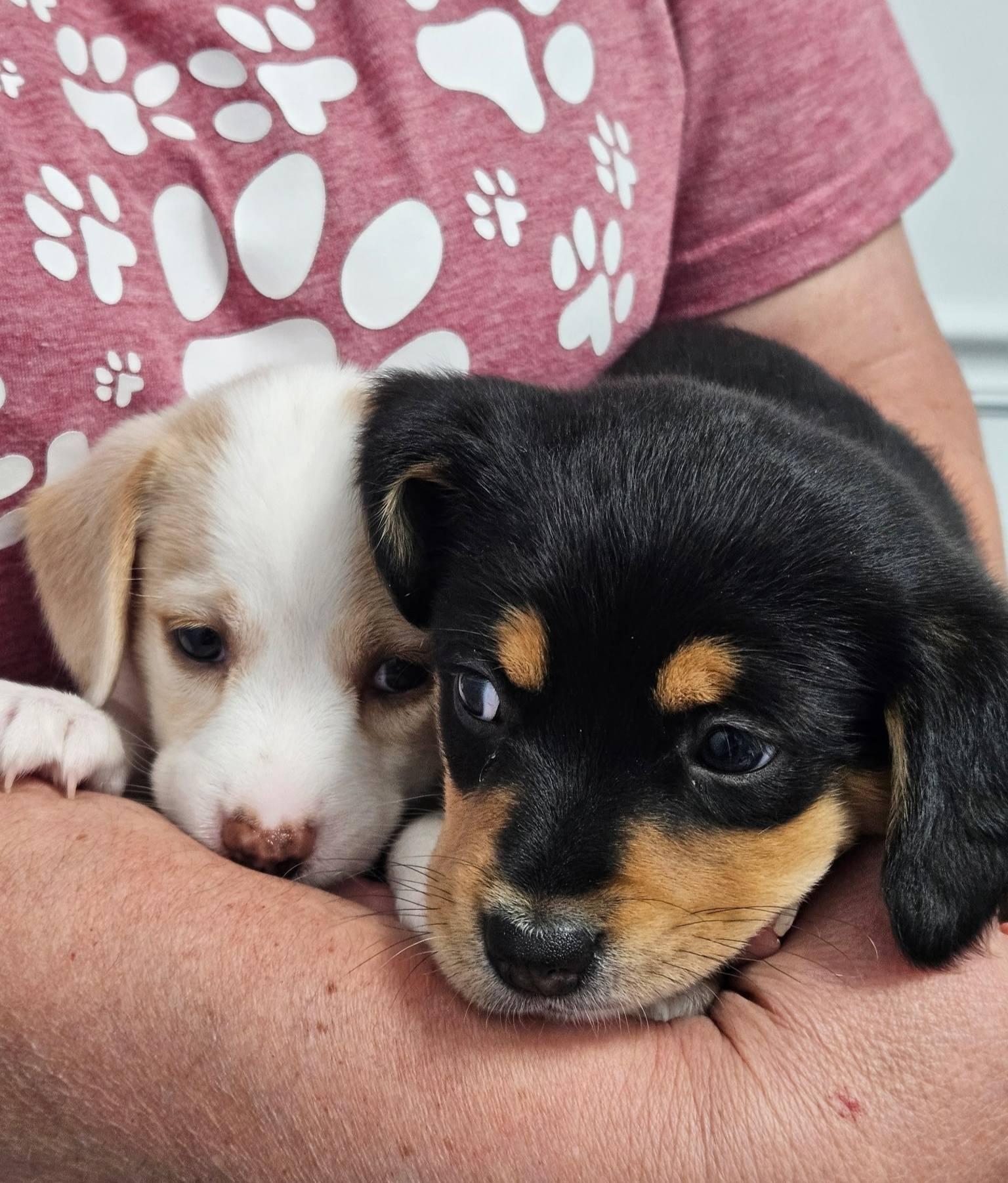 Fontina - a Baby Girl from the Cheese Family!, an adoptable Beagle, Pomsky in Buford, GA, 30519 | Photo Image 2