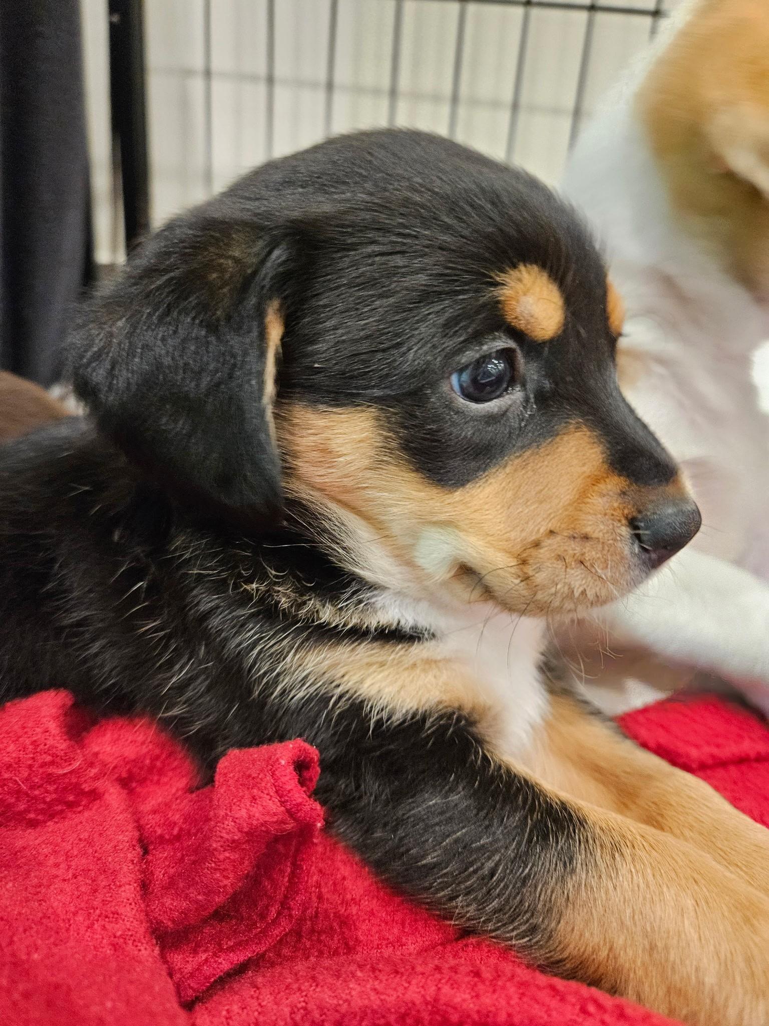 Fontina - a Baby Girl from the Cheese Family!, an adoptable Beagle, Pomsky in Buford, GA, 30519 | Photo Image 5