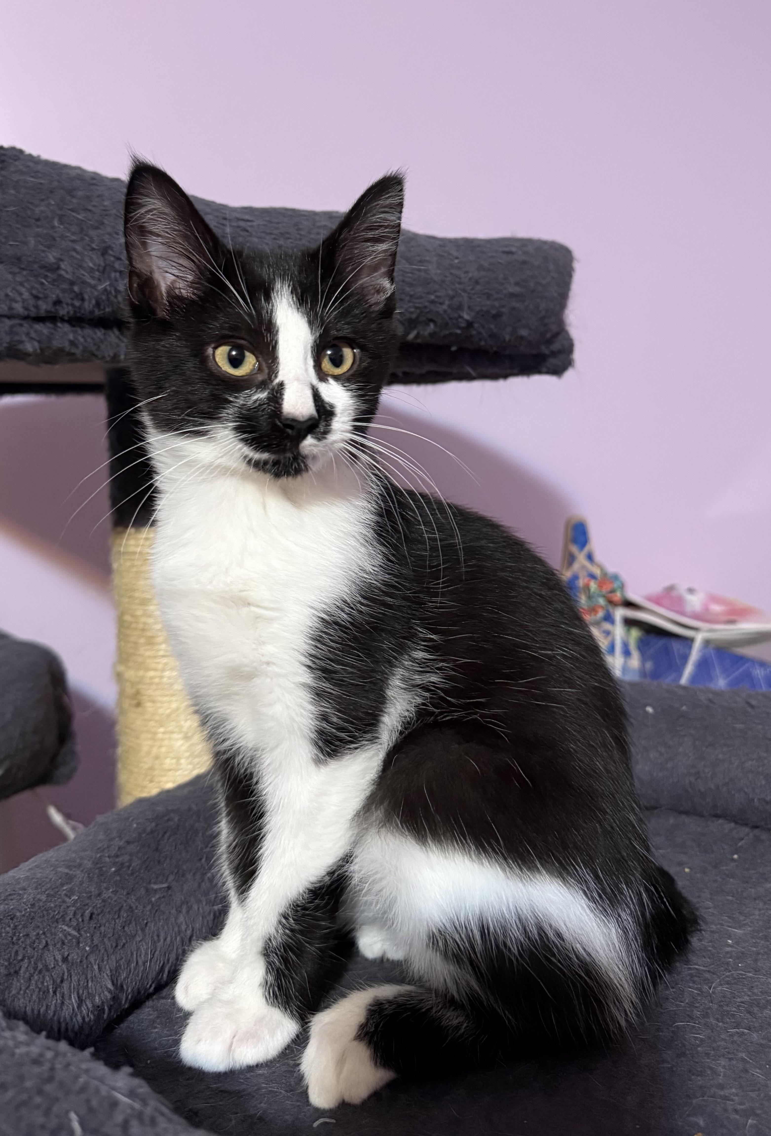 Pheonix, a Adoptable American Shorthair image 2/2