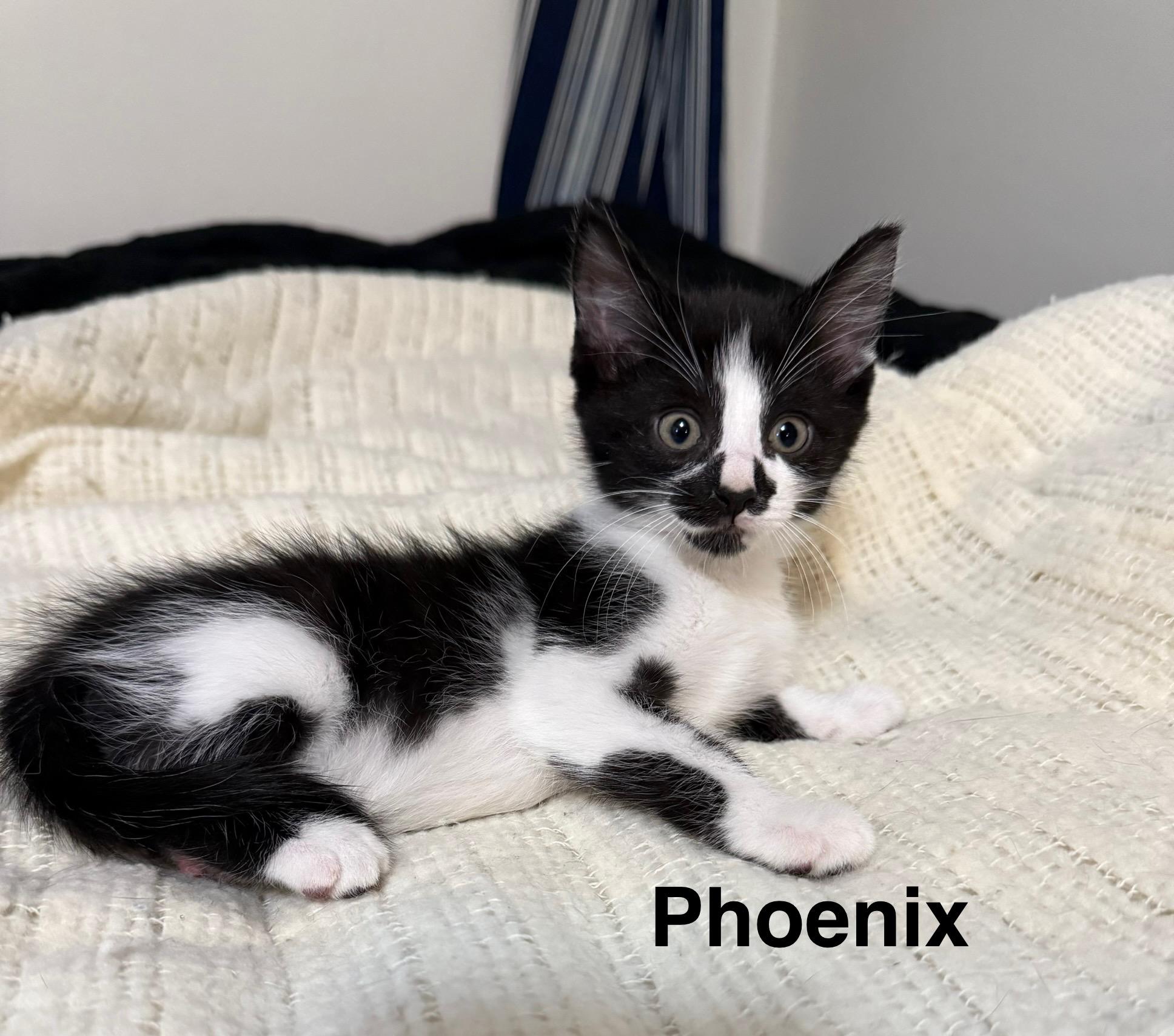 Pheonix, Adoptable, Kitten Male American Shorthair.