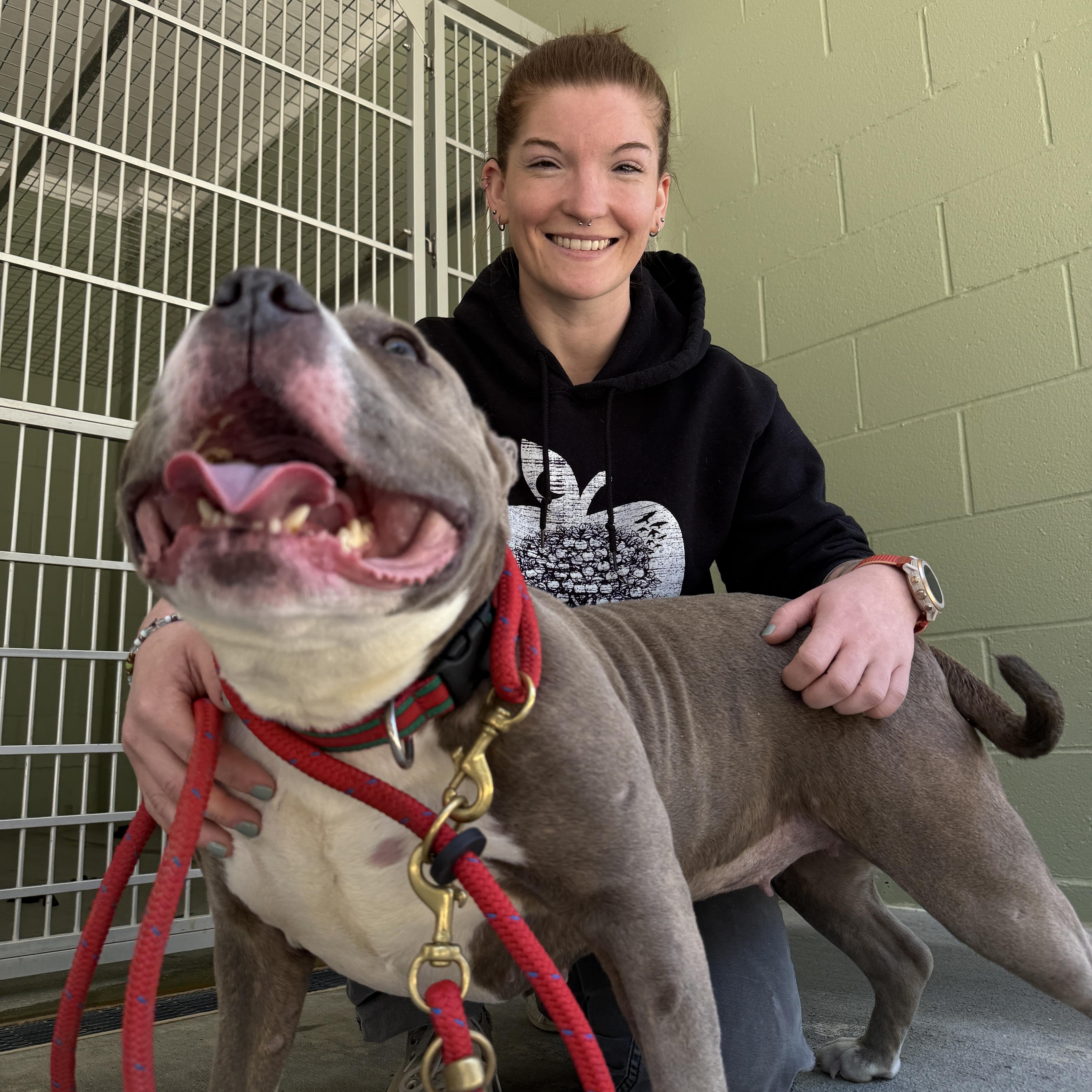 Enlarge Bubbles, a ADOPTABLE American Bully in Cranston, RI image 2/6