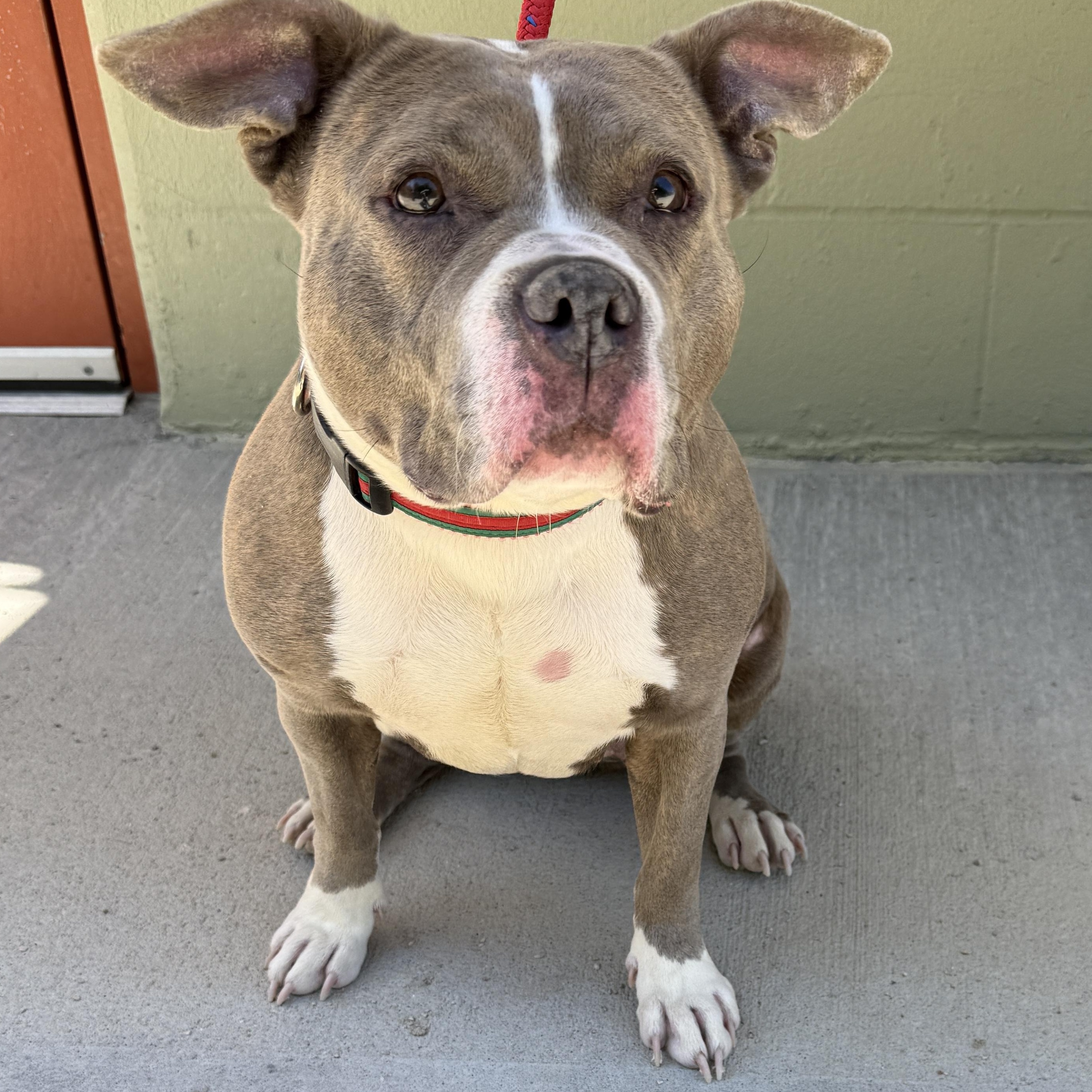 Bubbles, ADOPTABLE, Adult Female American Bully.