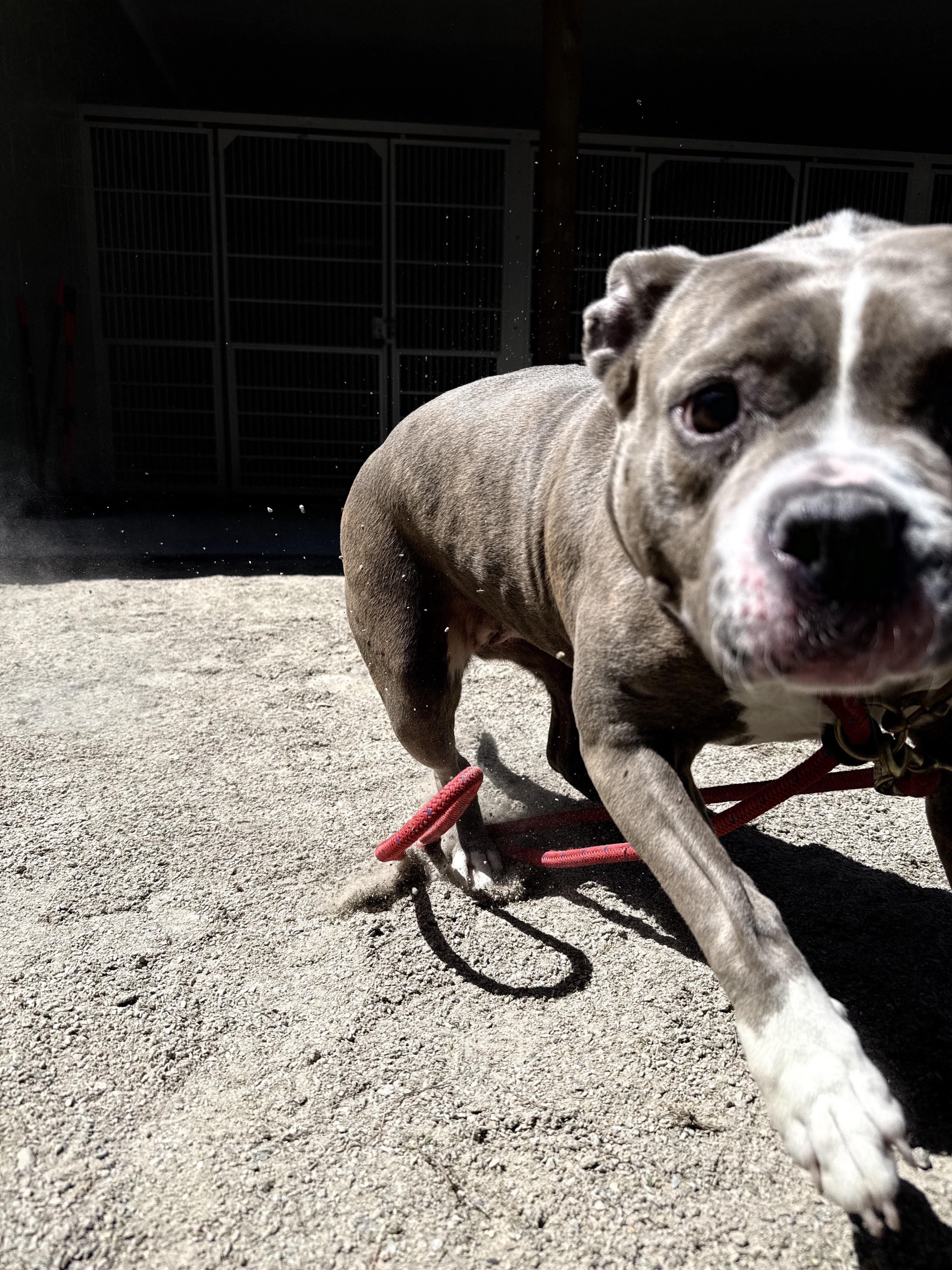 Enlarge Bubbles, a ADOPTABLE American Bully in Cranston, RI image 5/6