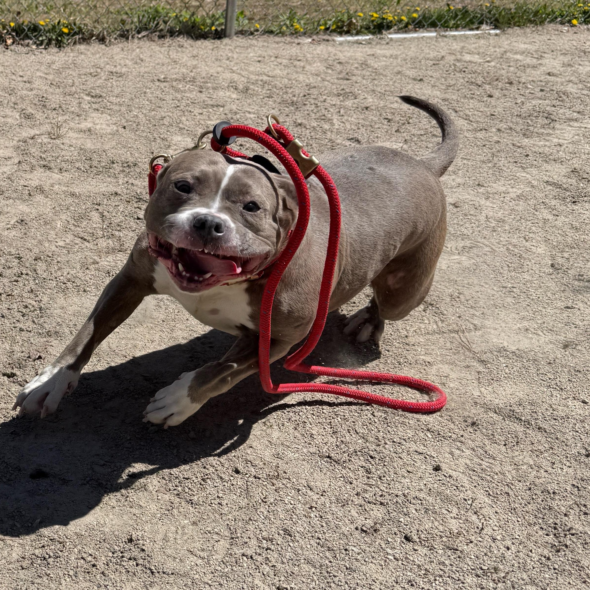 Enlarge Bubbles, a ADOPTABLE American Bully in Cranston, RI image 4/6