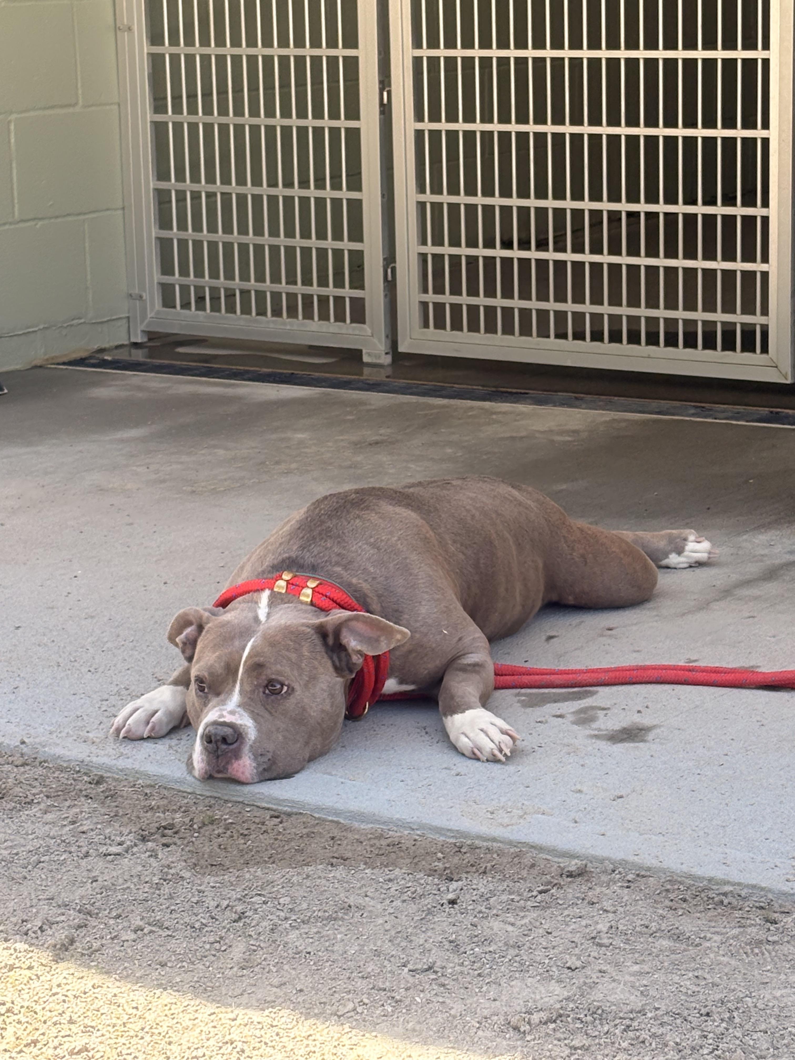 Enlarge Bubbles, a ADOPTABLE American Bully in Cranston, RI image 3/6