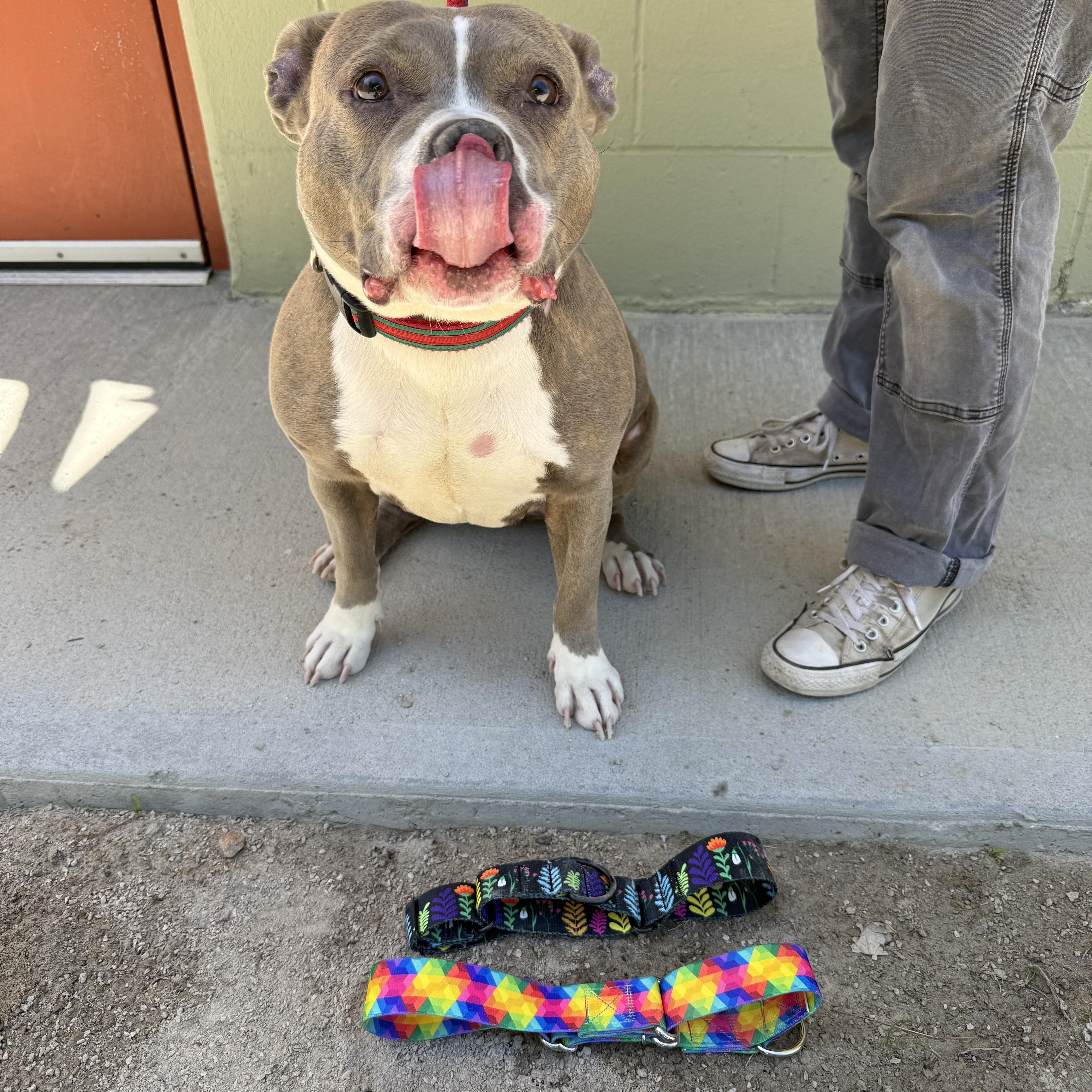 Enlarge Bubbles, a ADOPTABLE American Bully in Cranston, RI image 6/6