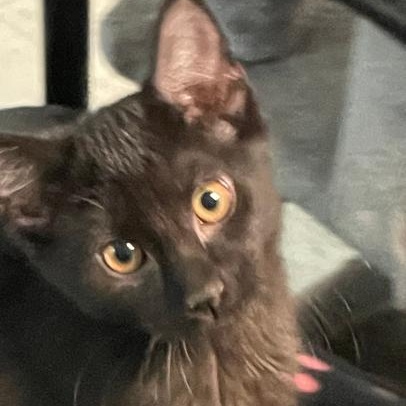 Enlarge Violet, an adopted Domestic Short Hair in Spencer, IN image 1/1