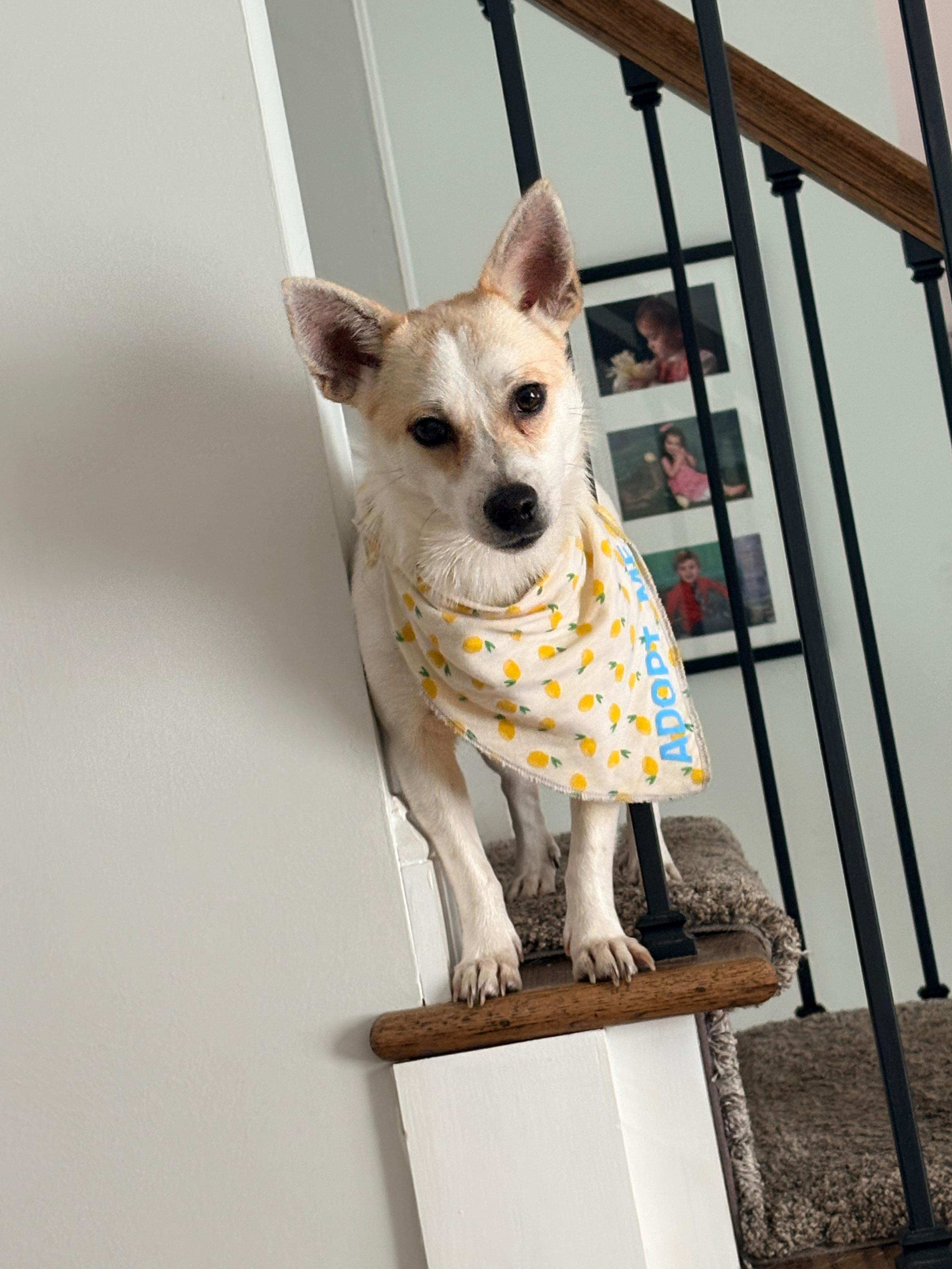 Jingle- the sweet fox, adopted, Young Male Norwegian Buhund & Chihuahua.