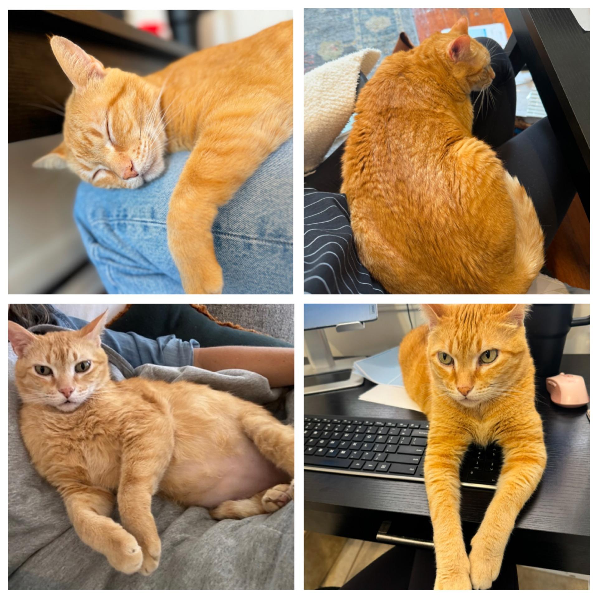 Manny, a Adoptable Domestic Short Hair in Denver, CO image 5/6