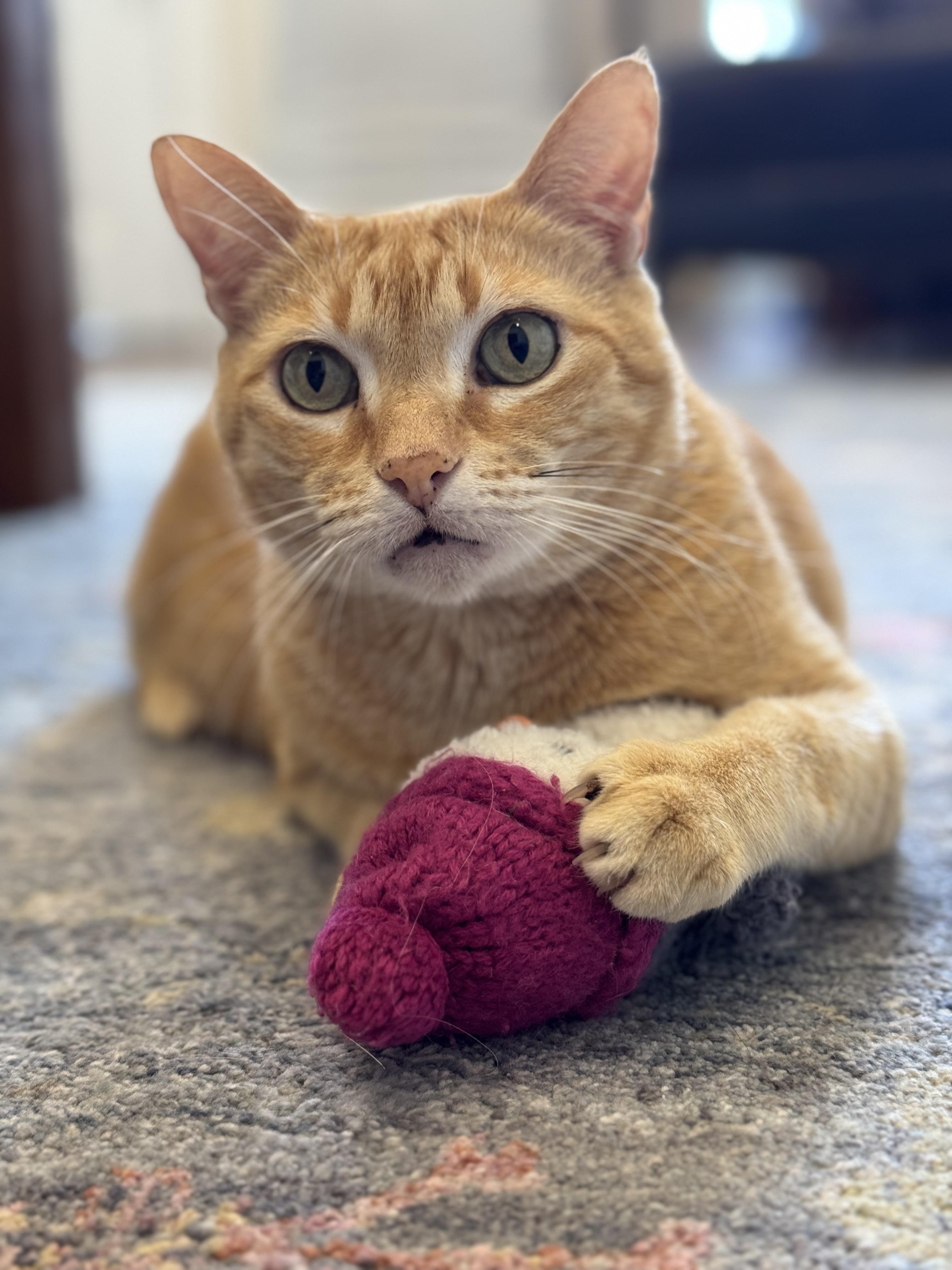 Manny, a Adoptable Domestic Short Hair in Denver, CO image 2/6