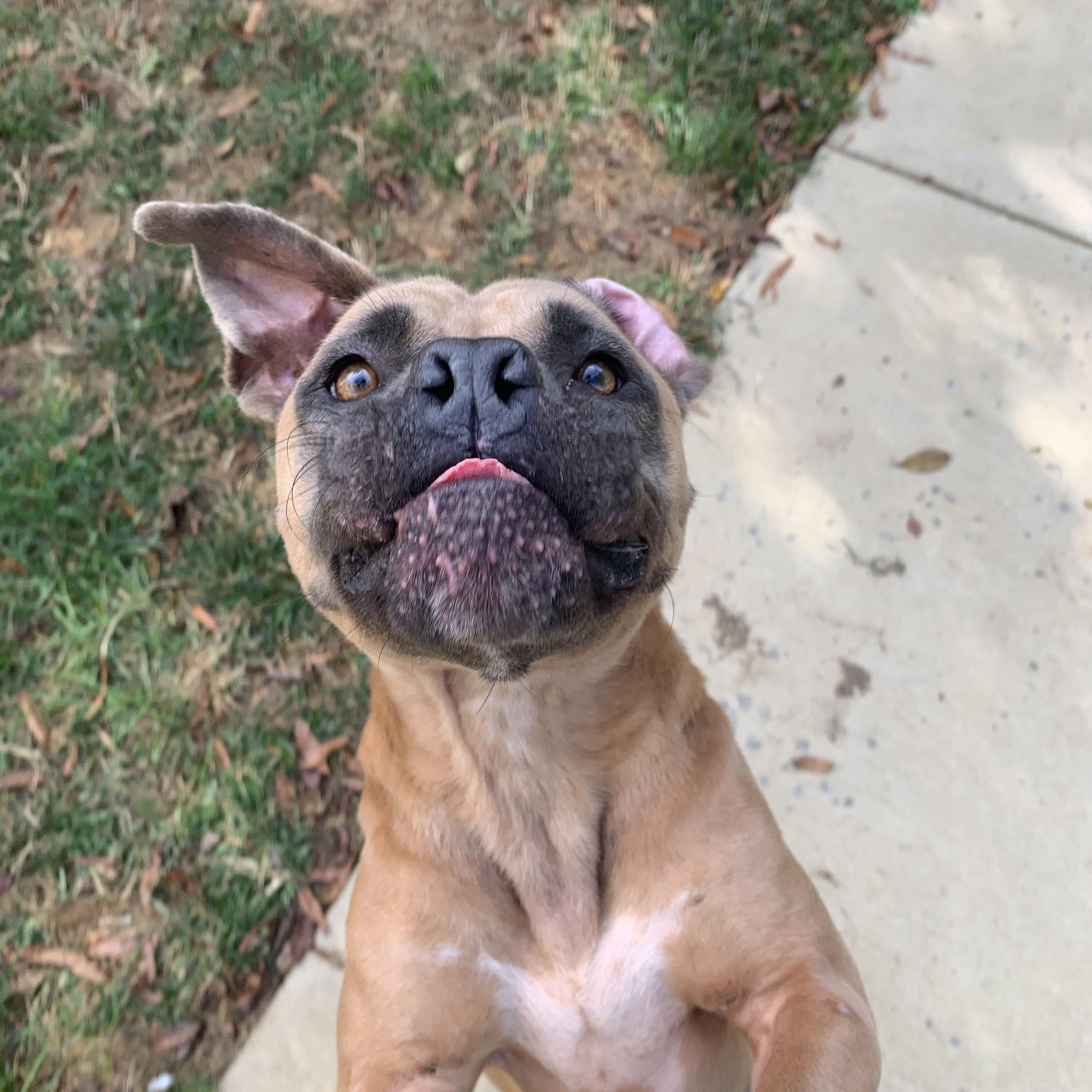 Enlarge Momma, a Adoptable Pit Bull Terrier in Stanley, VA image 3/6