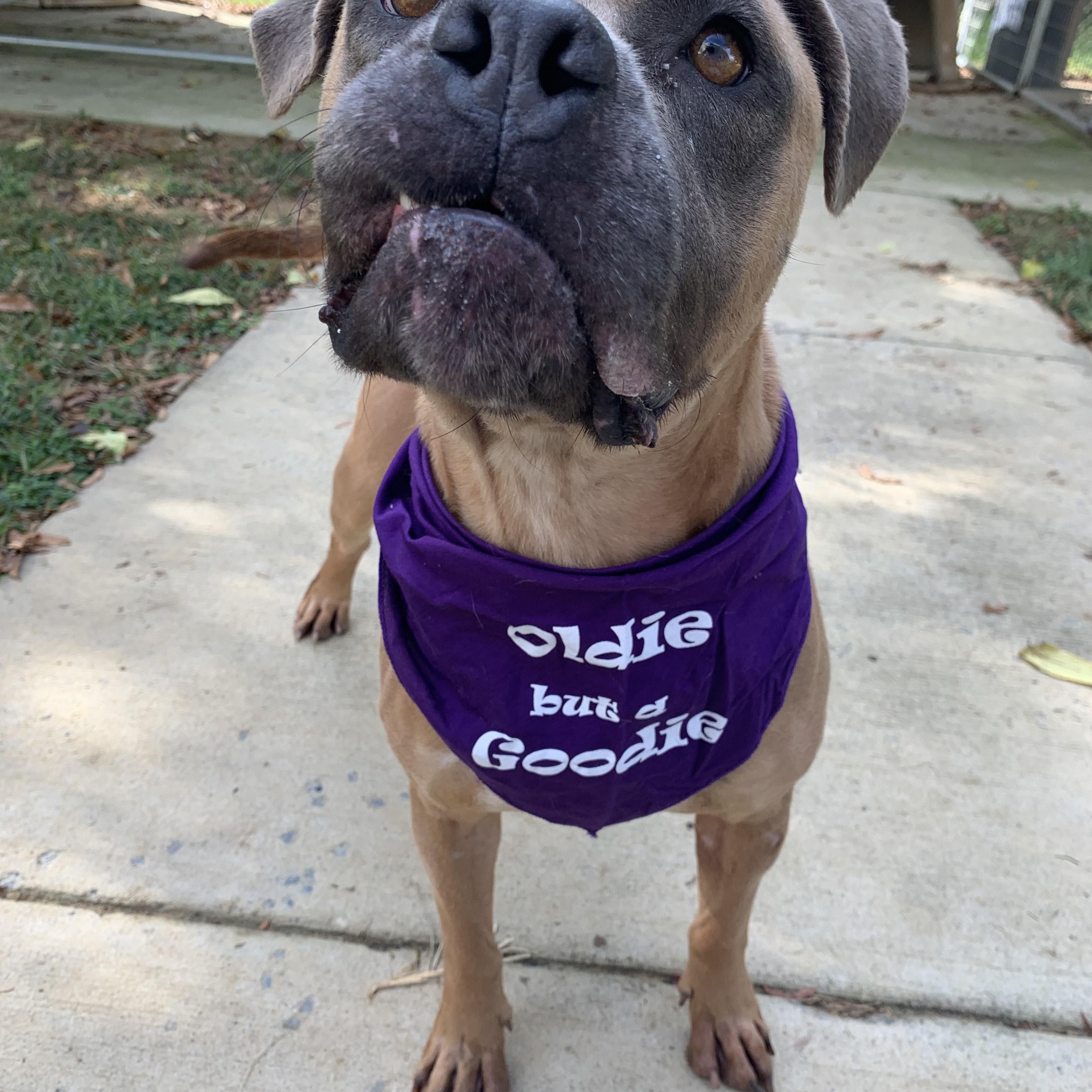 Enlarge Momma, a Adoptable Pit Bull Terrier in Stanley, VA image 4/6