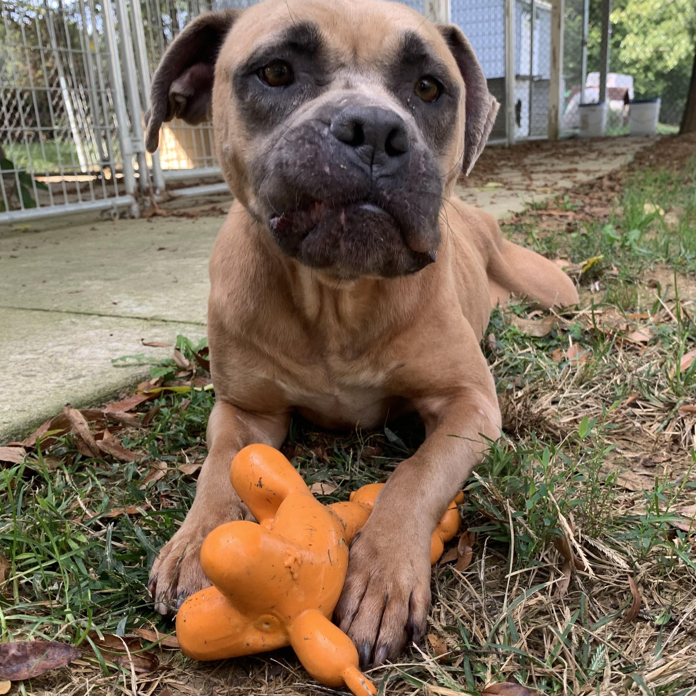 Enlarge Momma, a Adoptable Pit Bull Terrier in Stanley, VA image 2/6