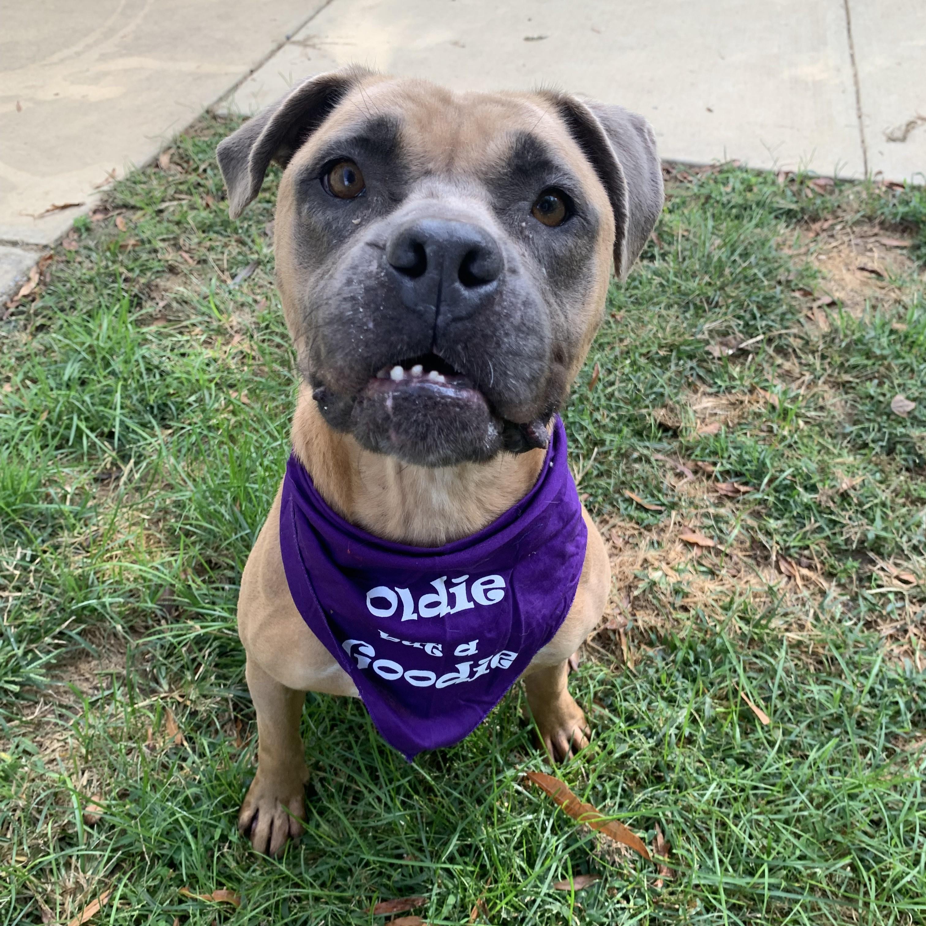 Enlarge Momma, a Adoptable Pit Bull Terrier in Stanley, VA image 1/6