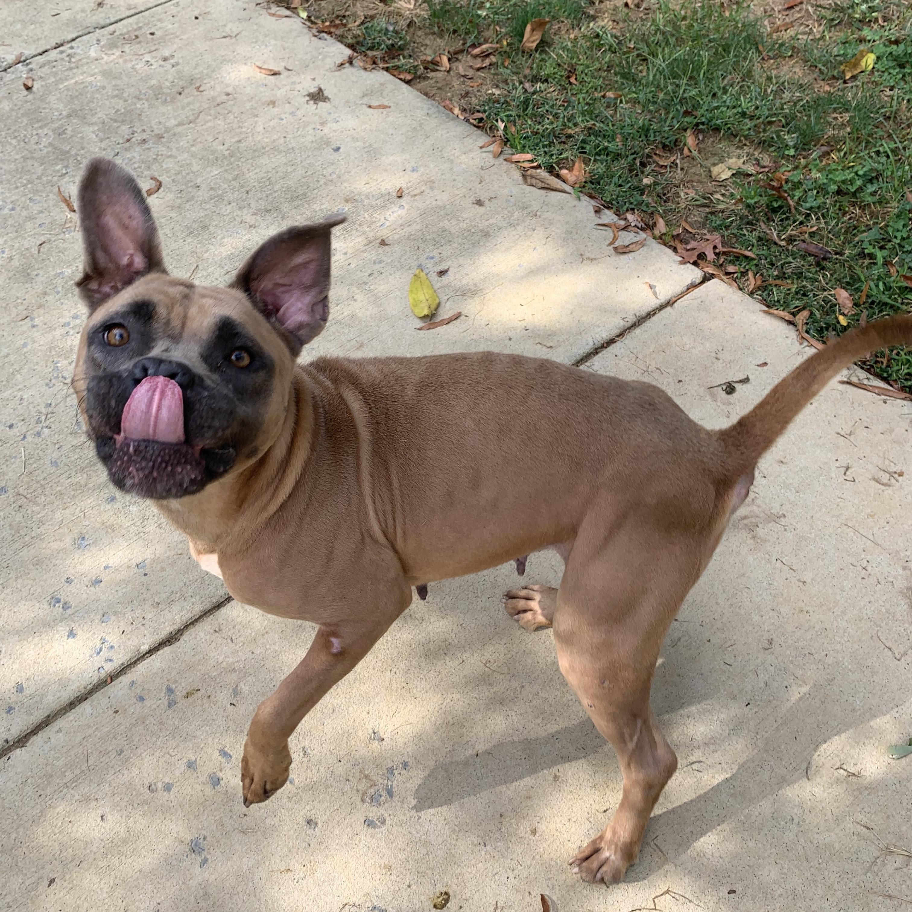 Enlarge Momma, a Adoptable Pit Bull Terrier in Stanley, VA image 5/6