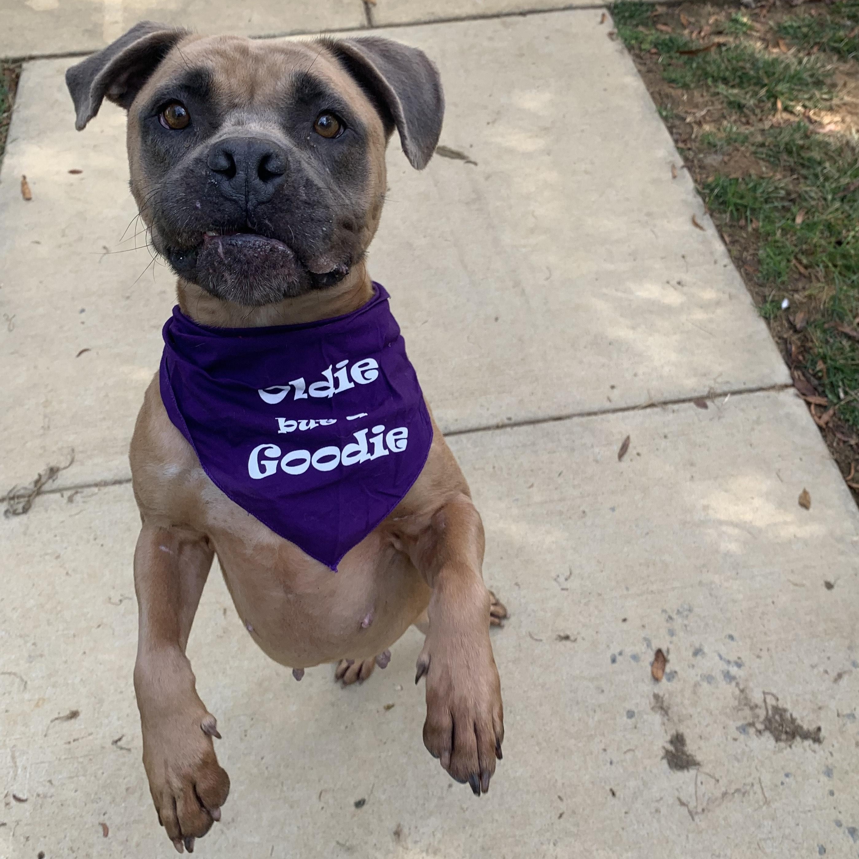 Enlarge Momma, a Adoptable Pit Bull Terrier in Stanley, VA image 6/6