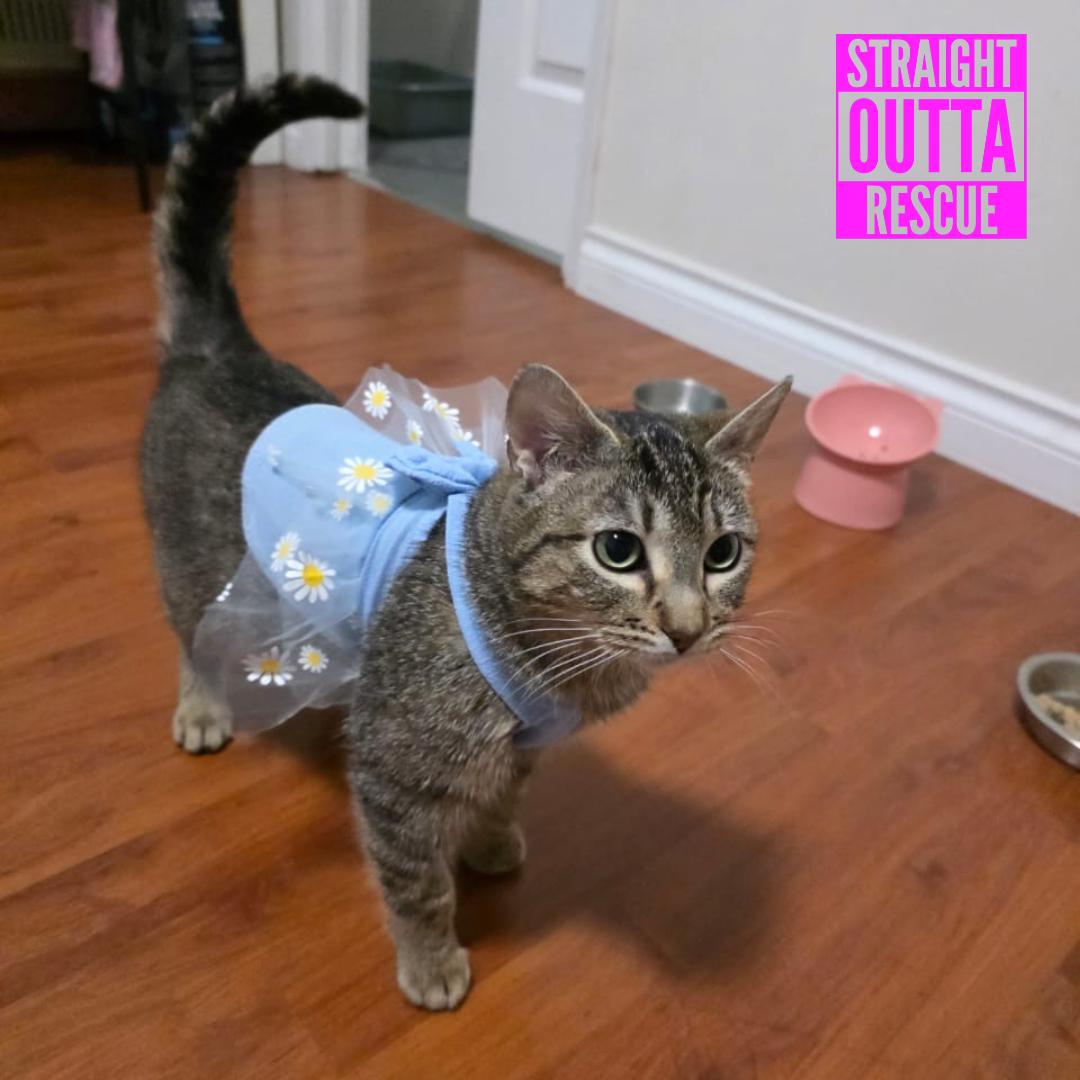 Enlarge Selkie, a ADOPTABLE Domestic Short Hair in Vancouver, BC image 3/4