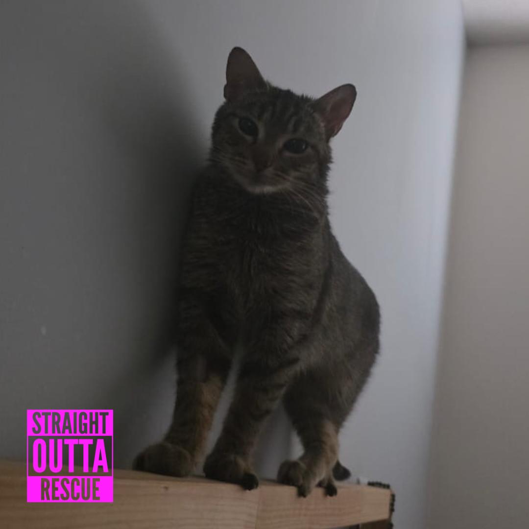 Enlarge Selkie, a ADOPTABLE Domestic Short Hair in Vancouver, BC image 2/4