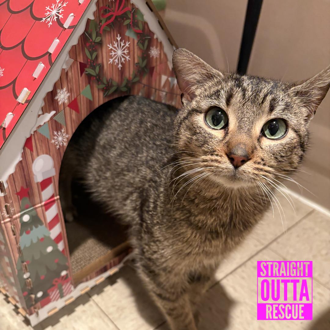 Selkie, ADOPTABLE, Young Female Domestic Short Hair.