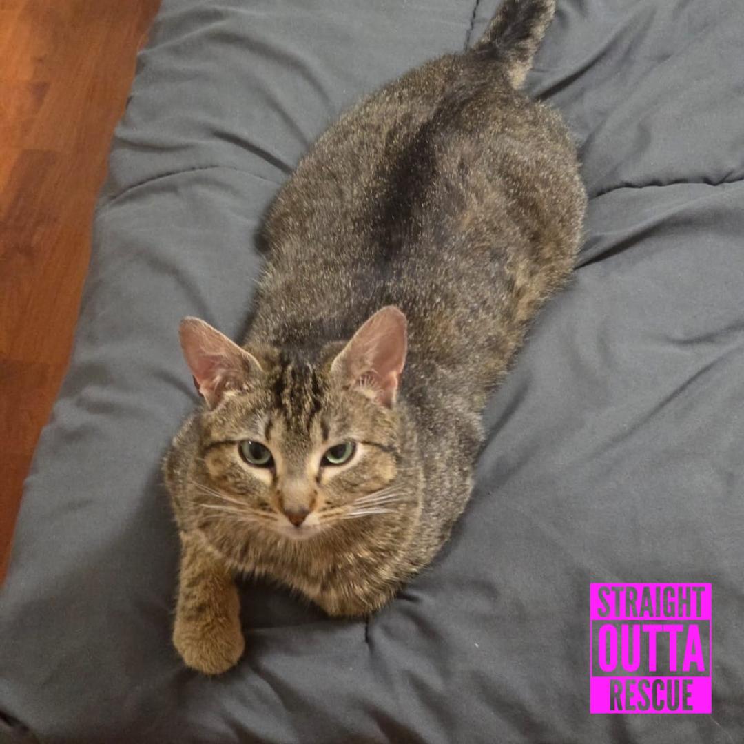Enlarge Selkie, a ADOPTABLE Domestic Short Hair in Vancouver, BC image 4/4