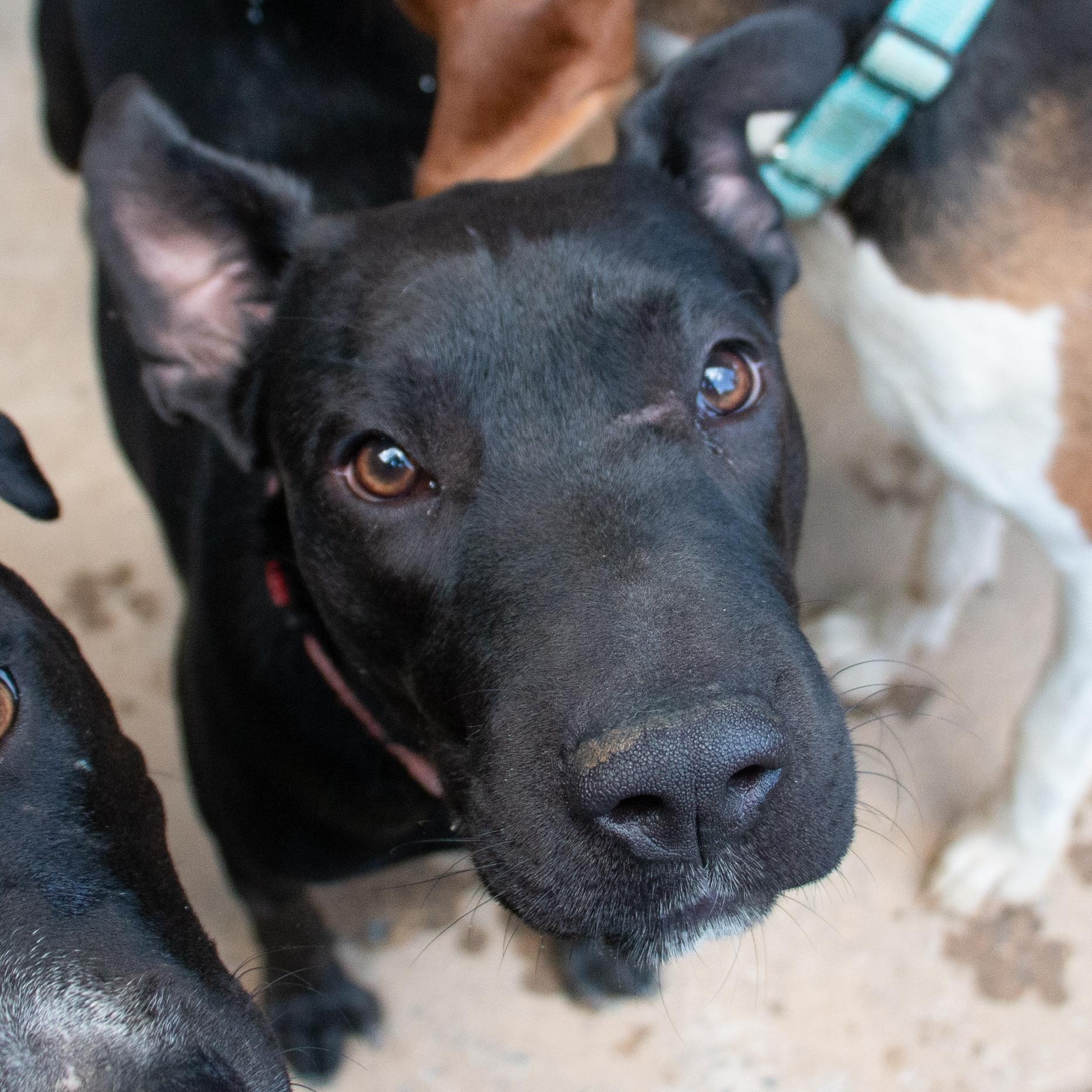 Enlarge Beauty-ful Girl, a Adoptable mixed breed in Pittsburgh, PA image 2/6