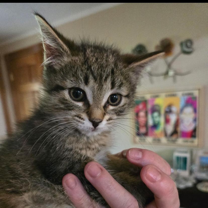 Jackson, Baby Male Domestic Medium Hair